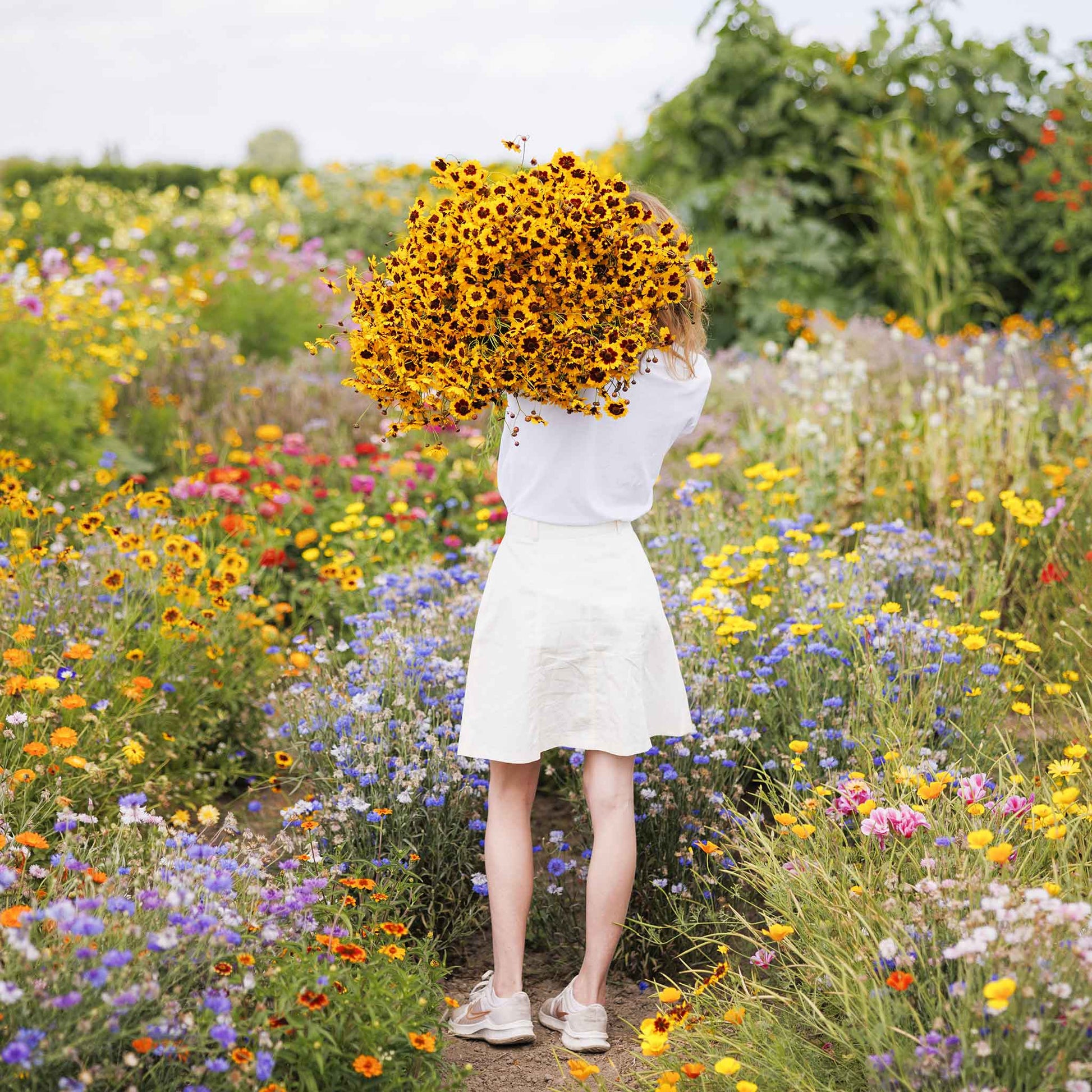 coreopsis flower seeds Bulk Plains Coreopsis Seeds