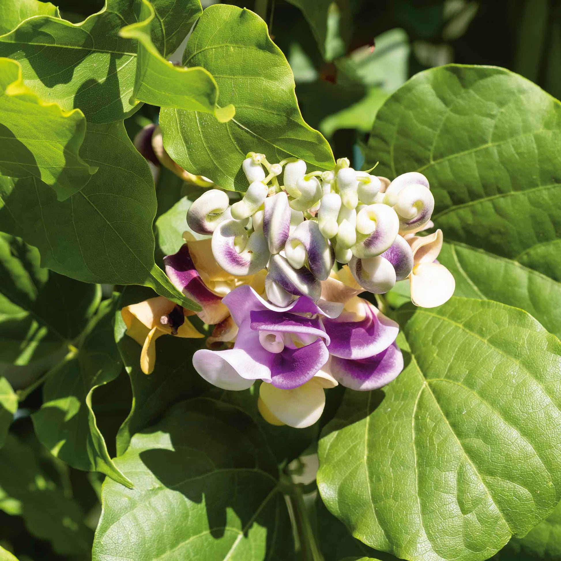snail flower seeds Bulk Corkscrew Vine Seeds