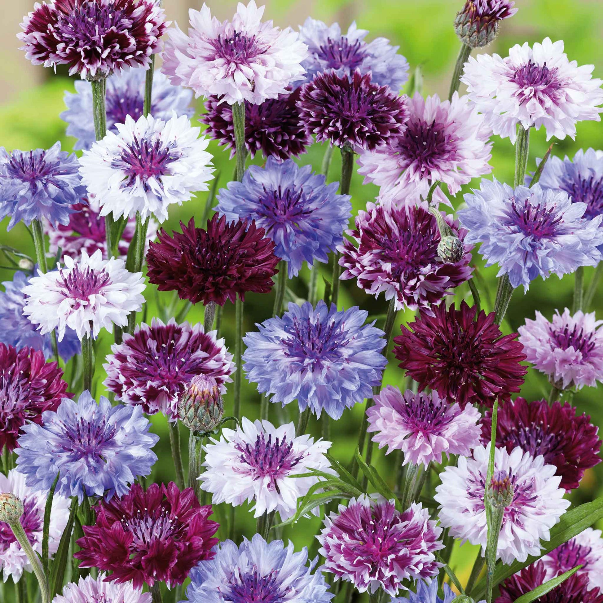 Colorful cornflower classic magic flowers in purple, blue, and white on a green background