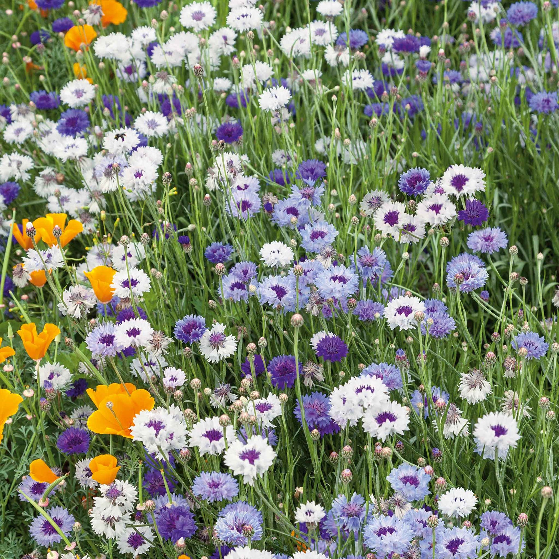 Field of colorful cornflower classic magic flowers including white, purple, and orange blossoms.