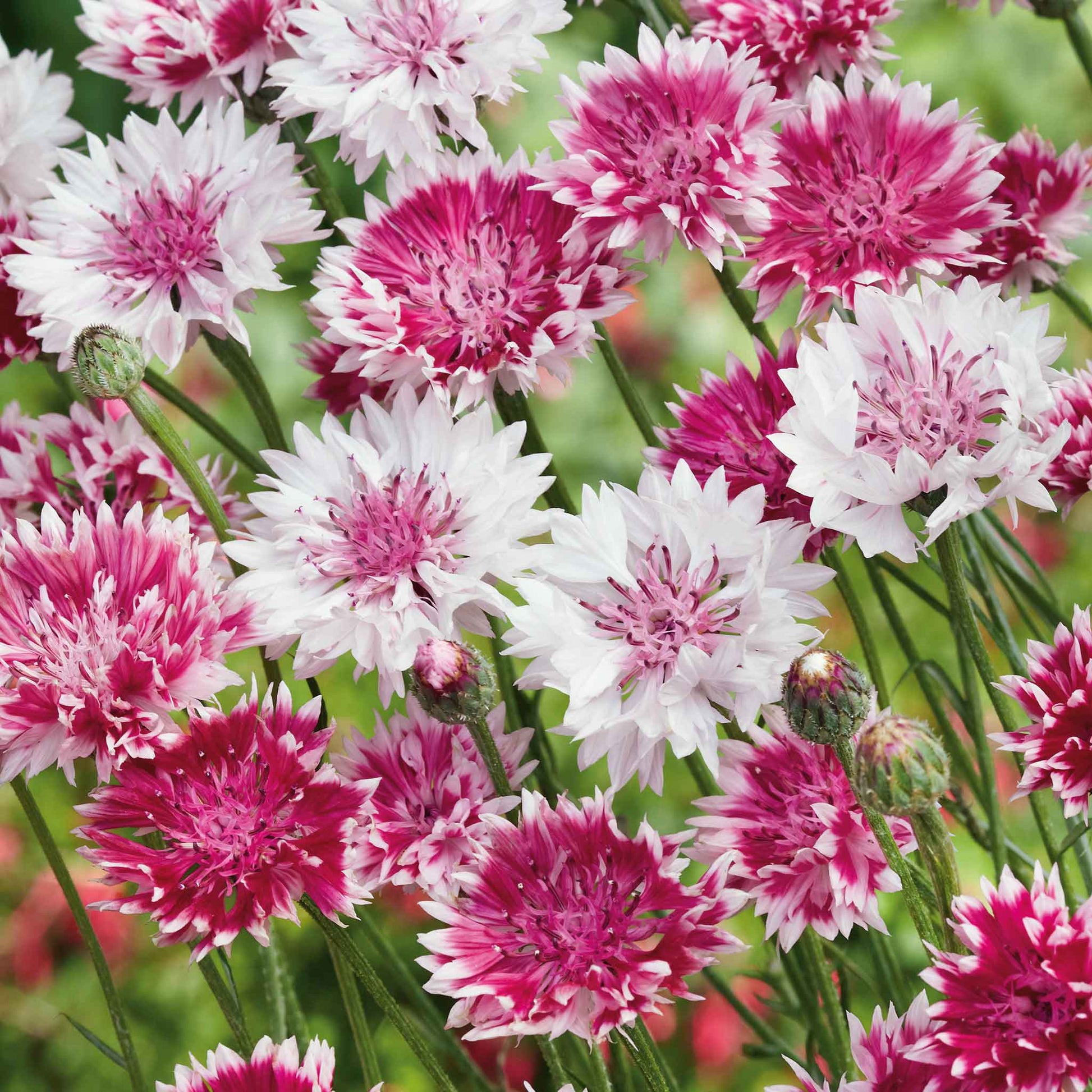 romantic flower seeds Bulk Cornflower / Bachelor Button Seeds - Classic Romantic