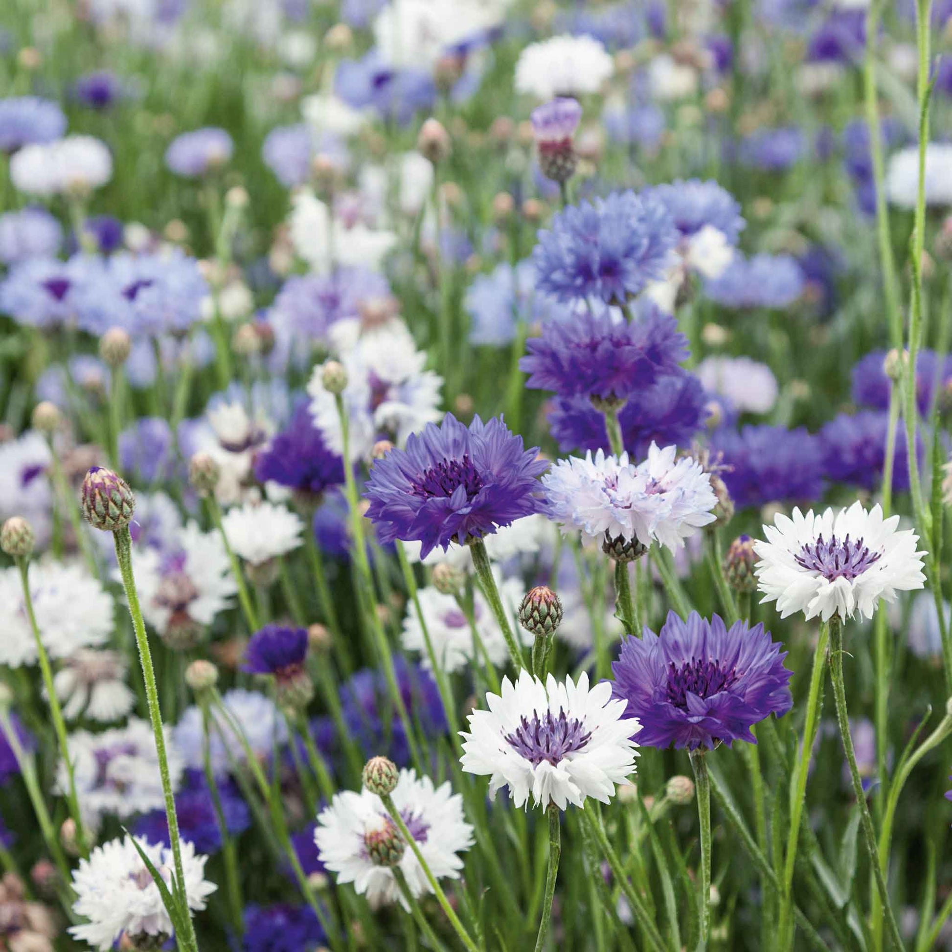 plant cornflower seeds Bulk Cornflower Seeds - Fantastic Mix