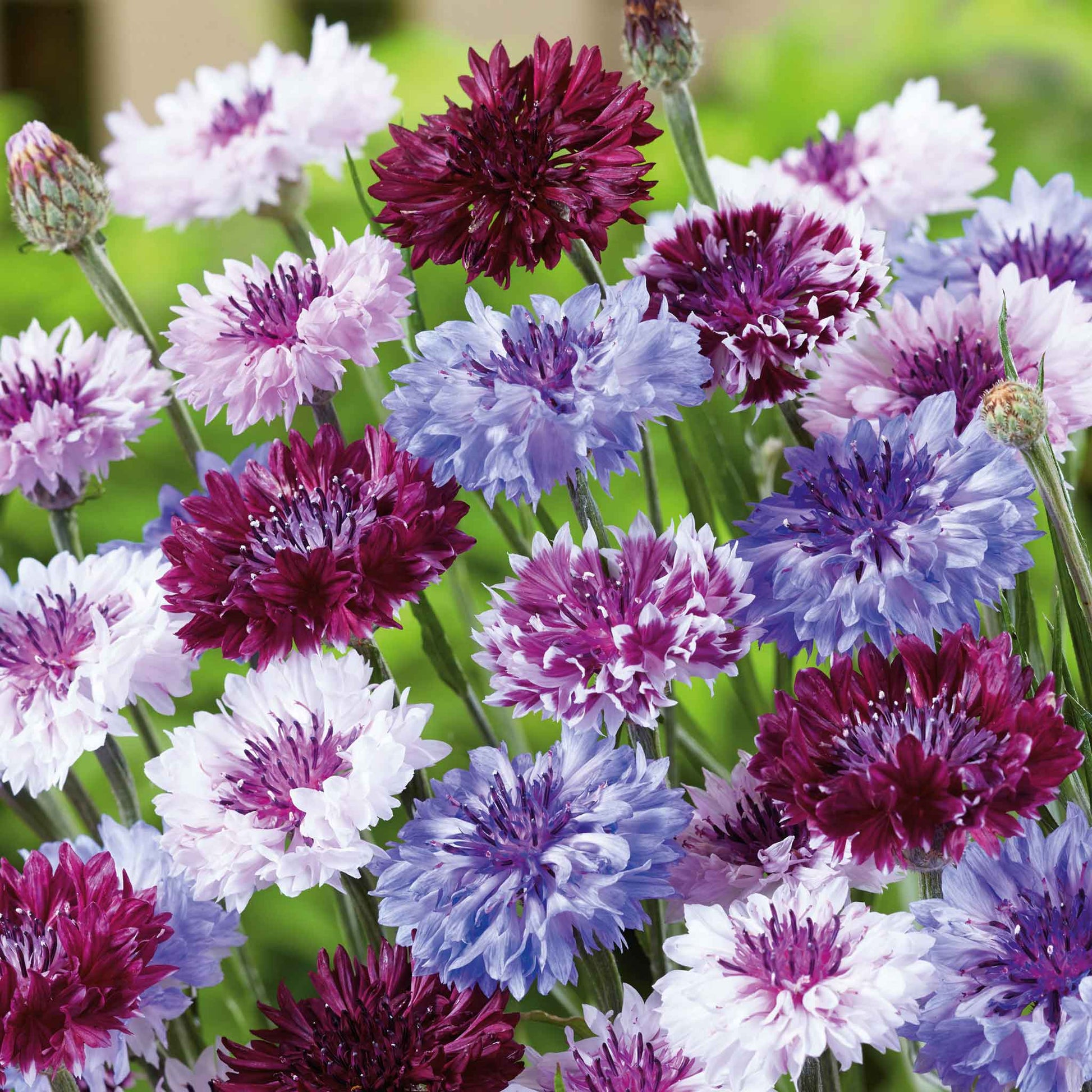 corn flower seeds Bulk Cornflower Seeds - Frosty Mix