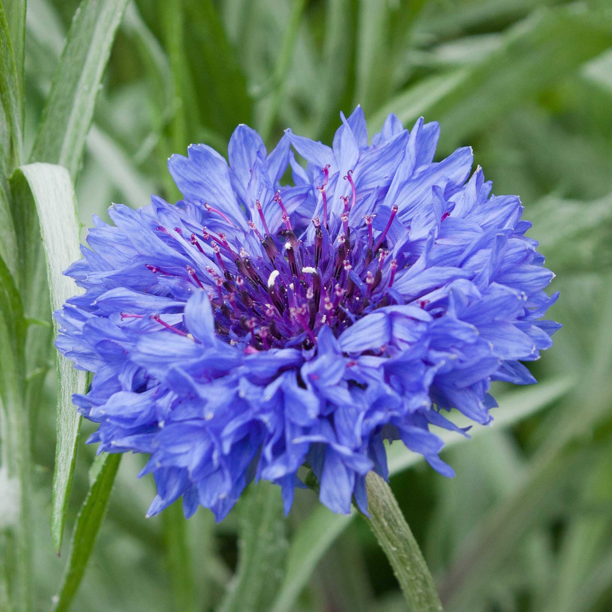 organic flower seeds for sale Organic Cornflower Seeds - Jubilee Gem | Bulk Flower Seeds