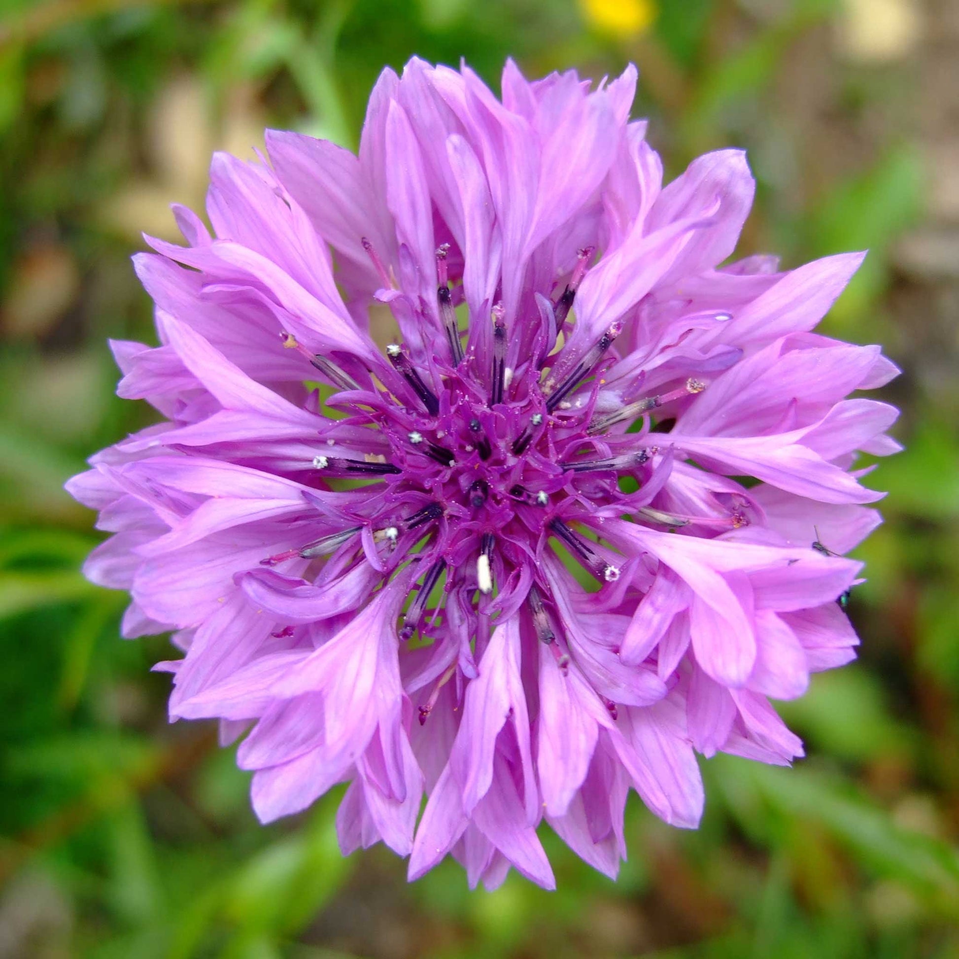 corn flower seeds Bulk Cornflower / Bachelor Button Seeds