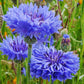 organic cornflower jubilee gem