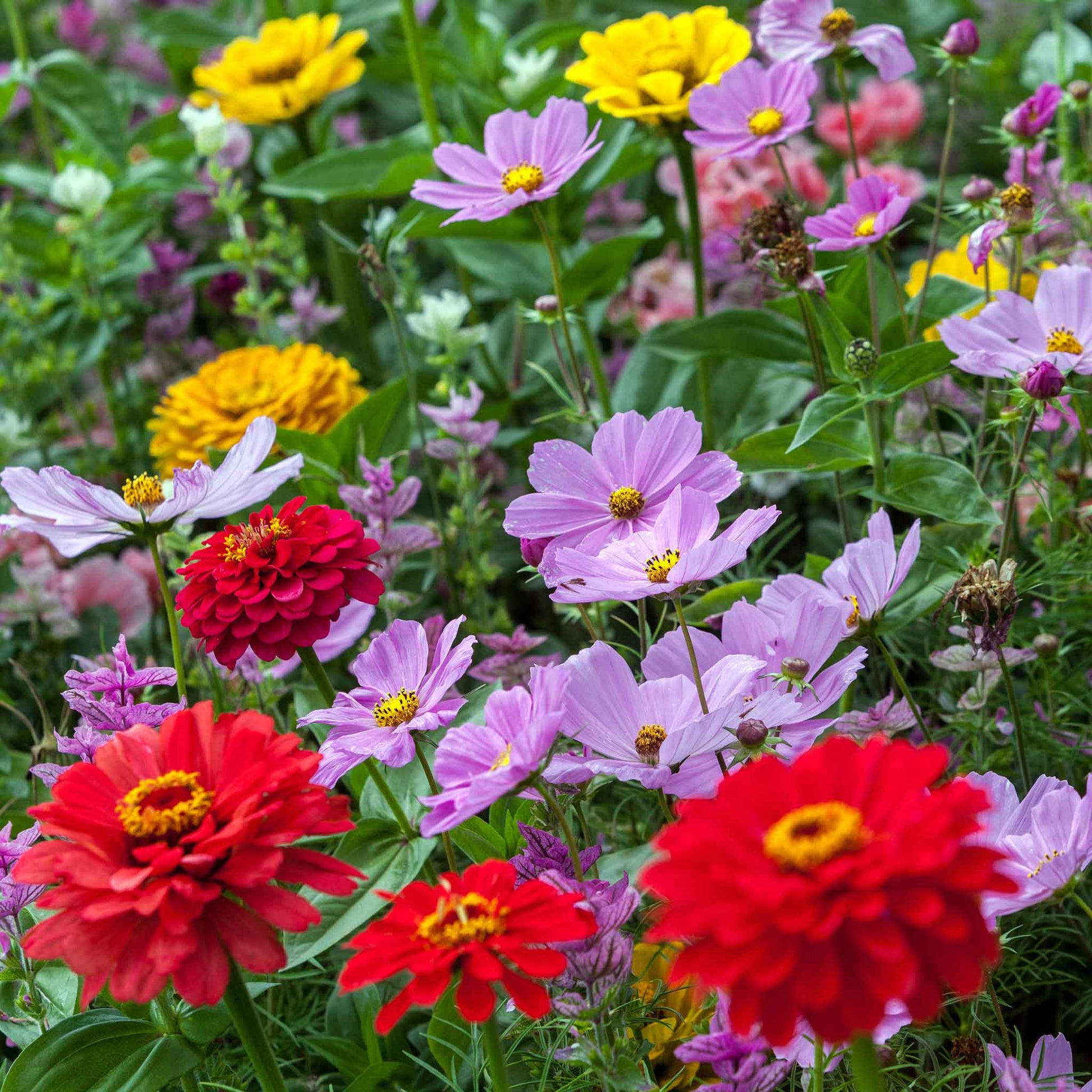 cosmos planting from seed Bulk Cosmic Zen Flower Seed Mix