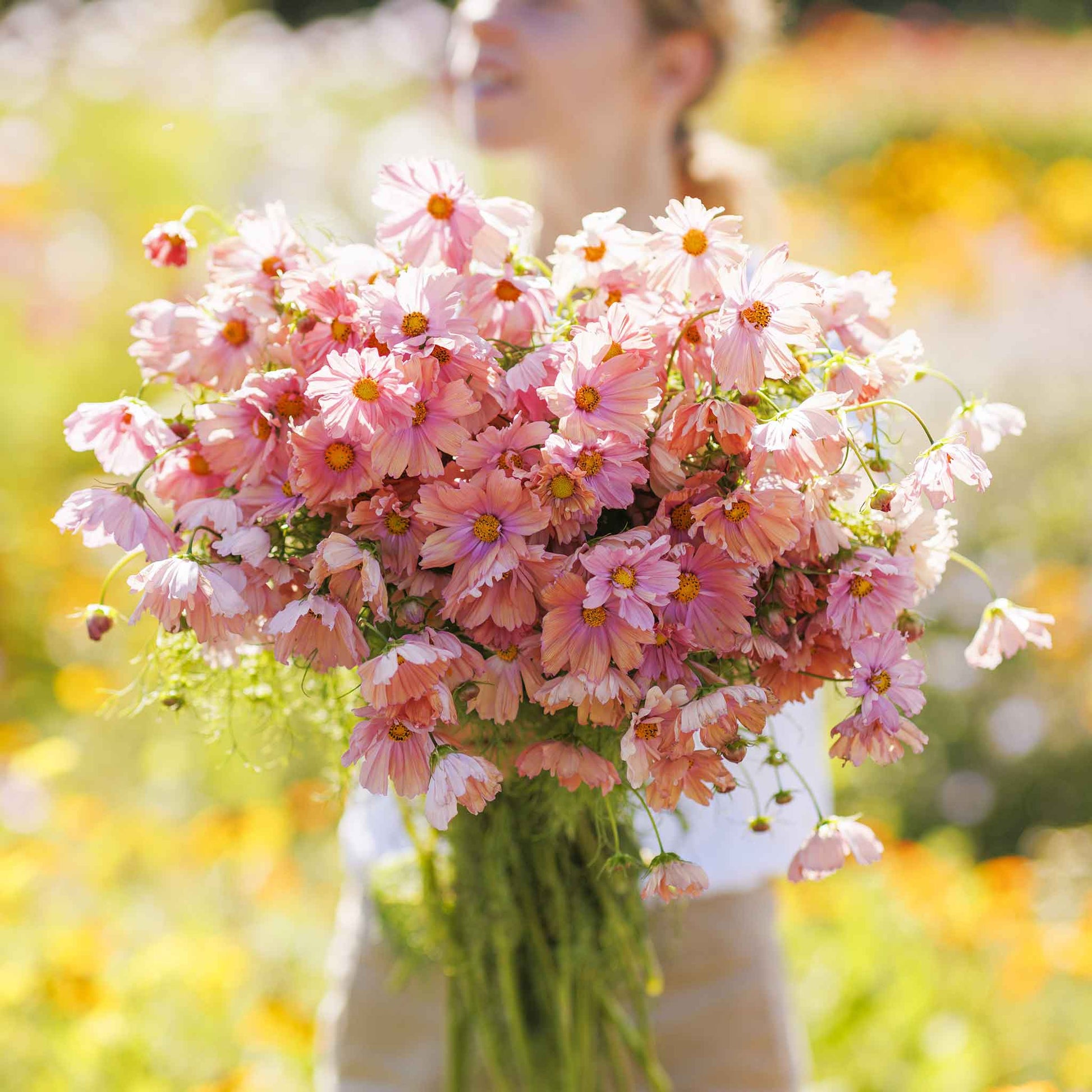 flower seeds bulk buy Bulk Cosmos Seeds