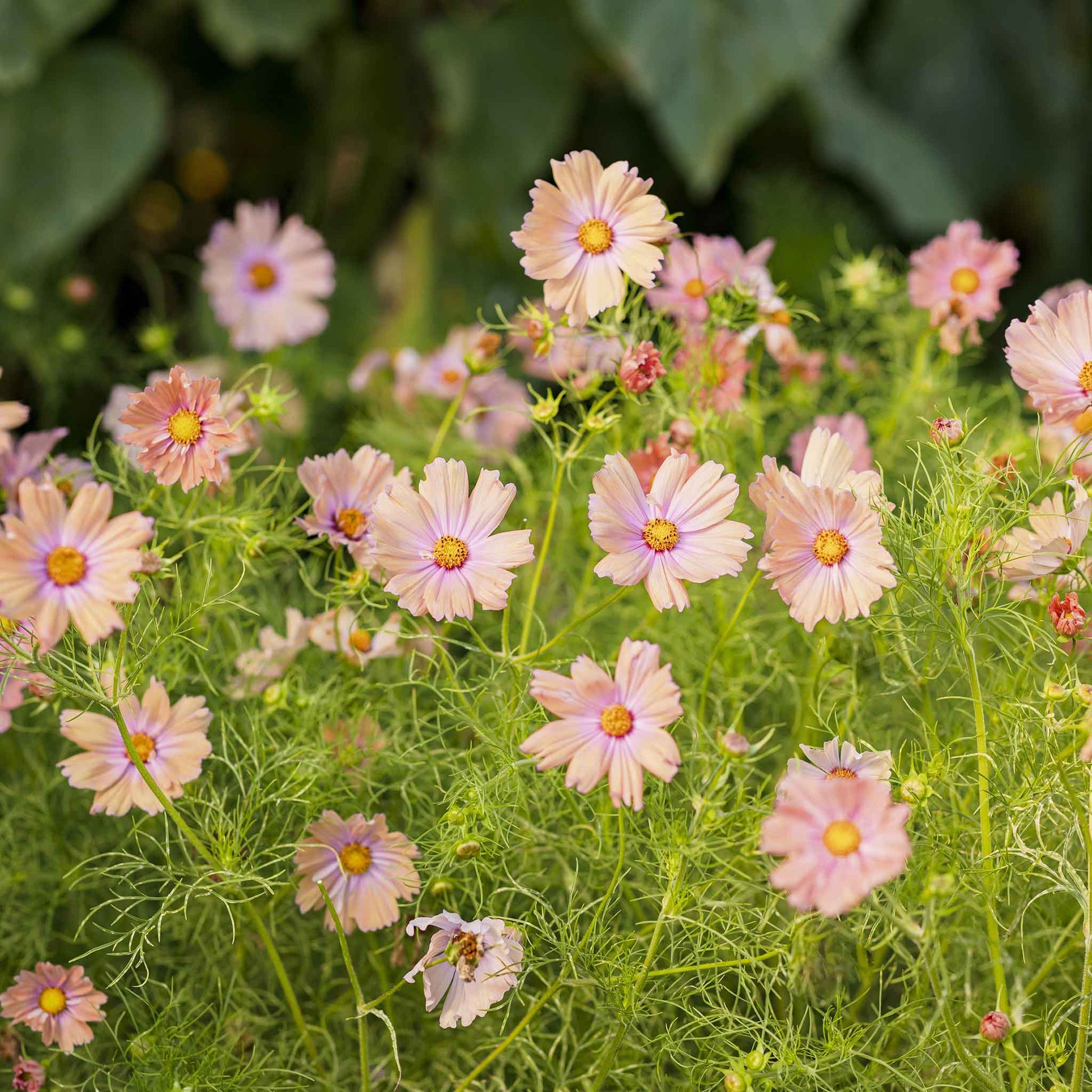 bulk cosmos flower seeds Bulk Cosmos Seeds