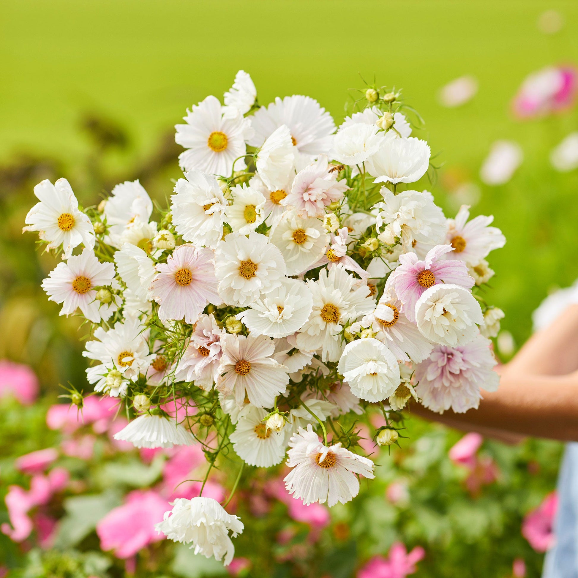 bulk cosmos flower seeds Cosmos Seeds - Cupcake Blush | Bulk Flower Seeds