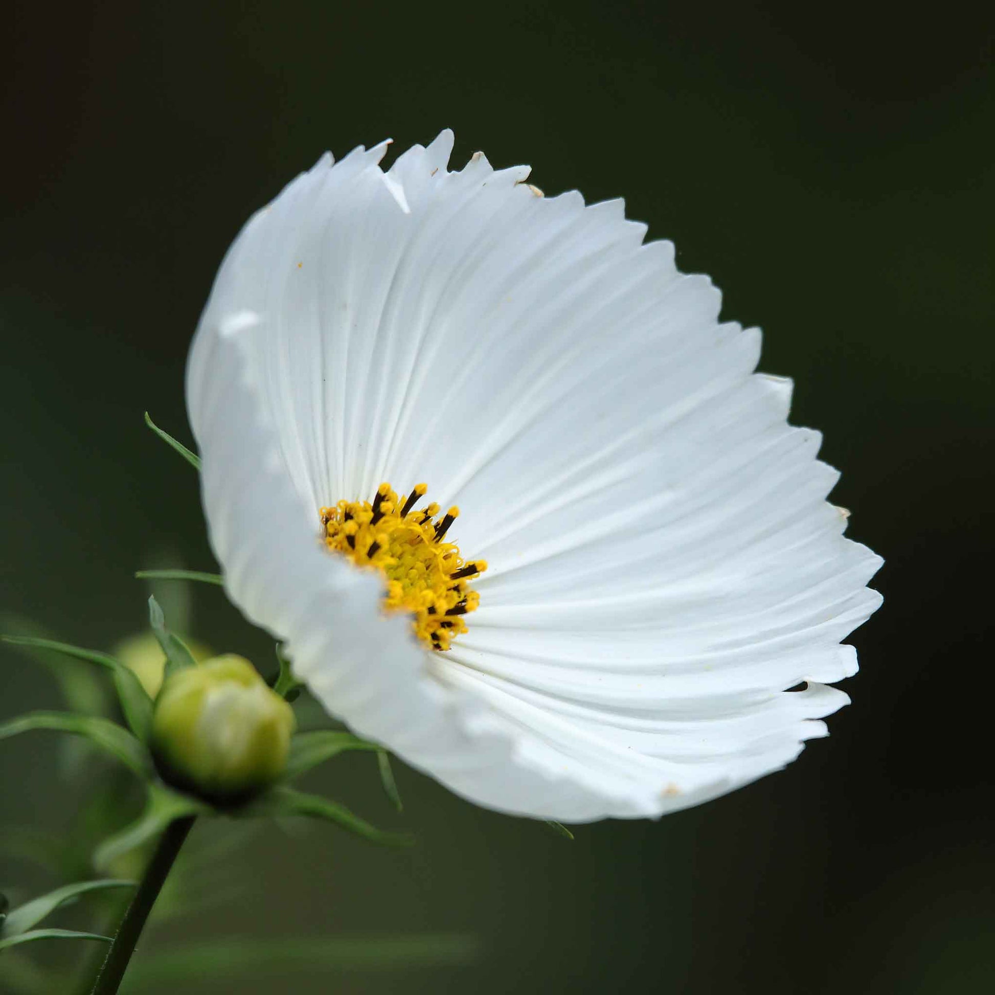 blue cosmos flower seeds Cosmos Seeds - Cupcake White | Bulk Flower Seeds