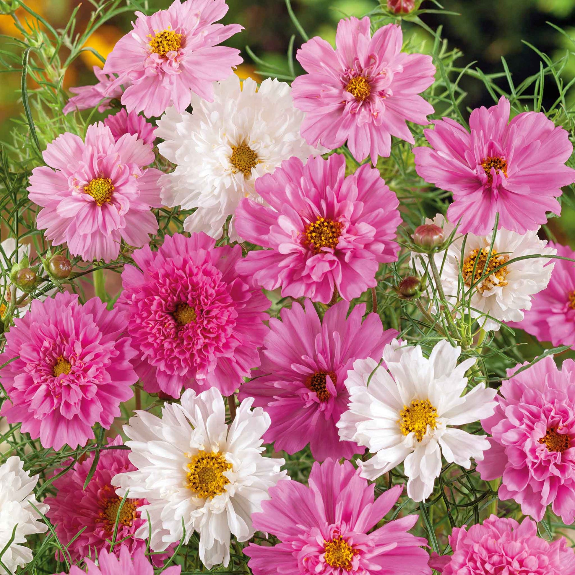 cosmos rose bonbon seeds Bulk Cosmos Seeds - Double Click Bonbon Mix