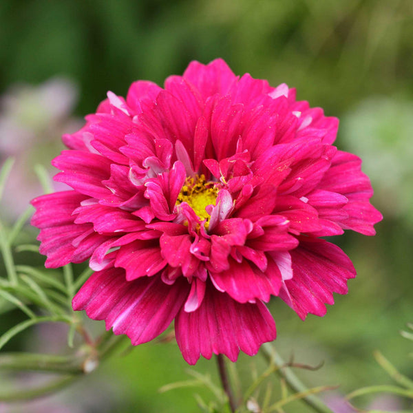 cosmos-double-click-