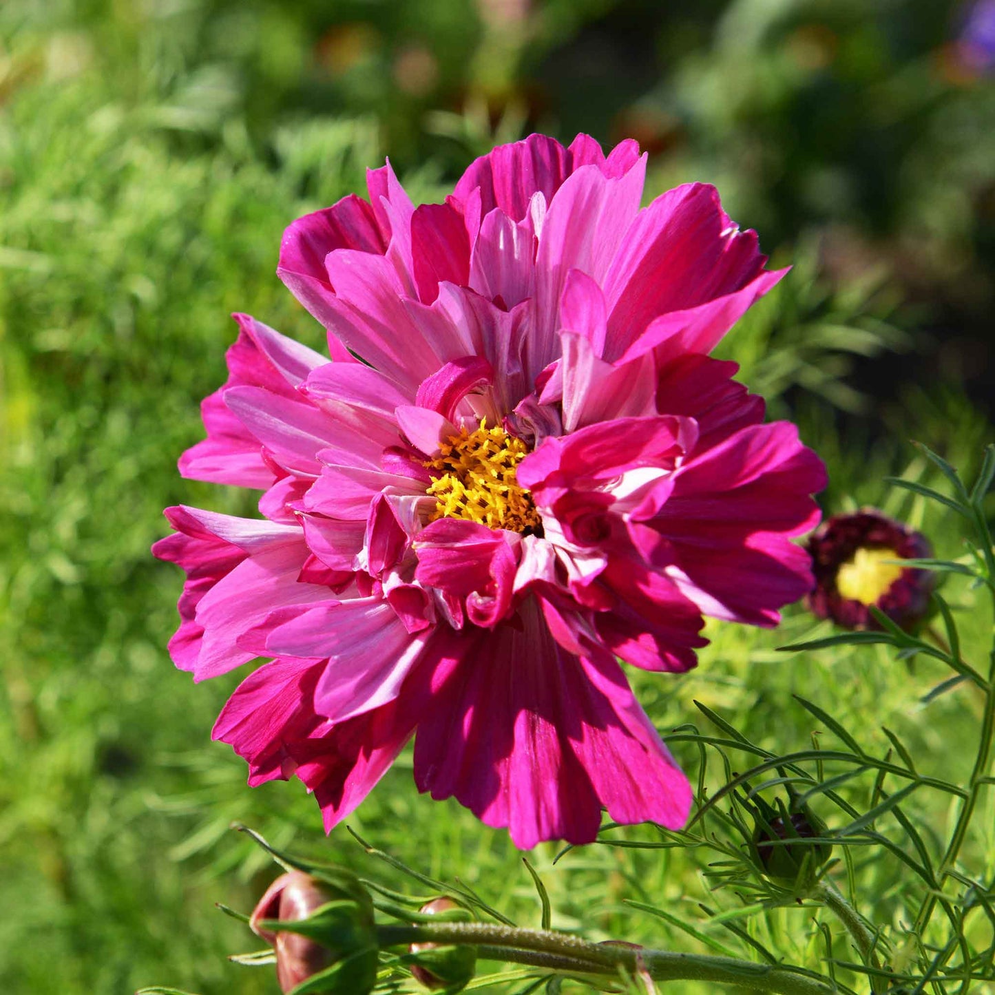 cosmos double click cranberries