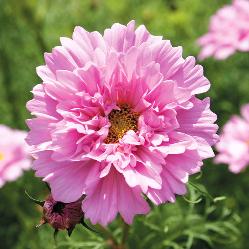 cosmos double click rose bonbon