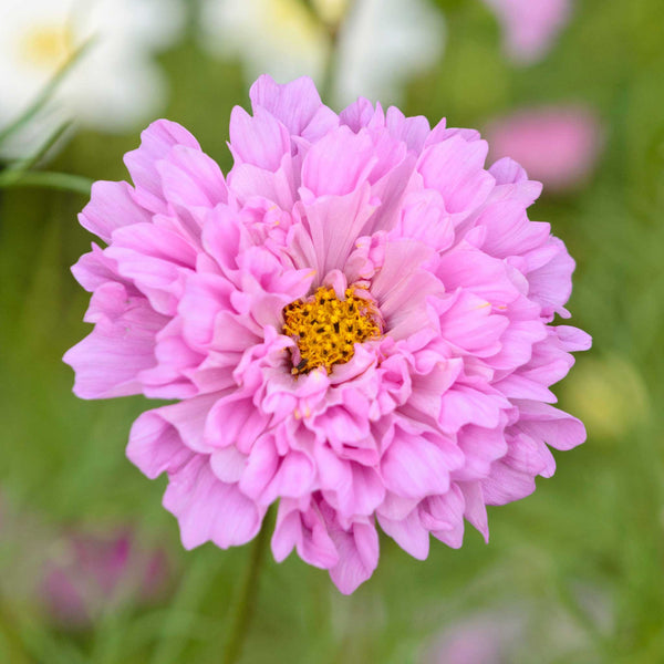 cosmos rose bonbon seeds Bulk Cosmos Seeds - Double Click
