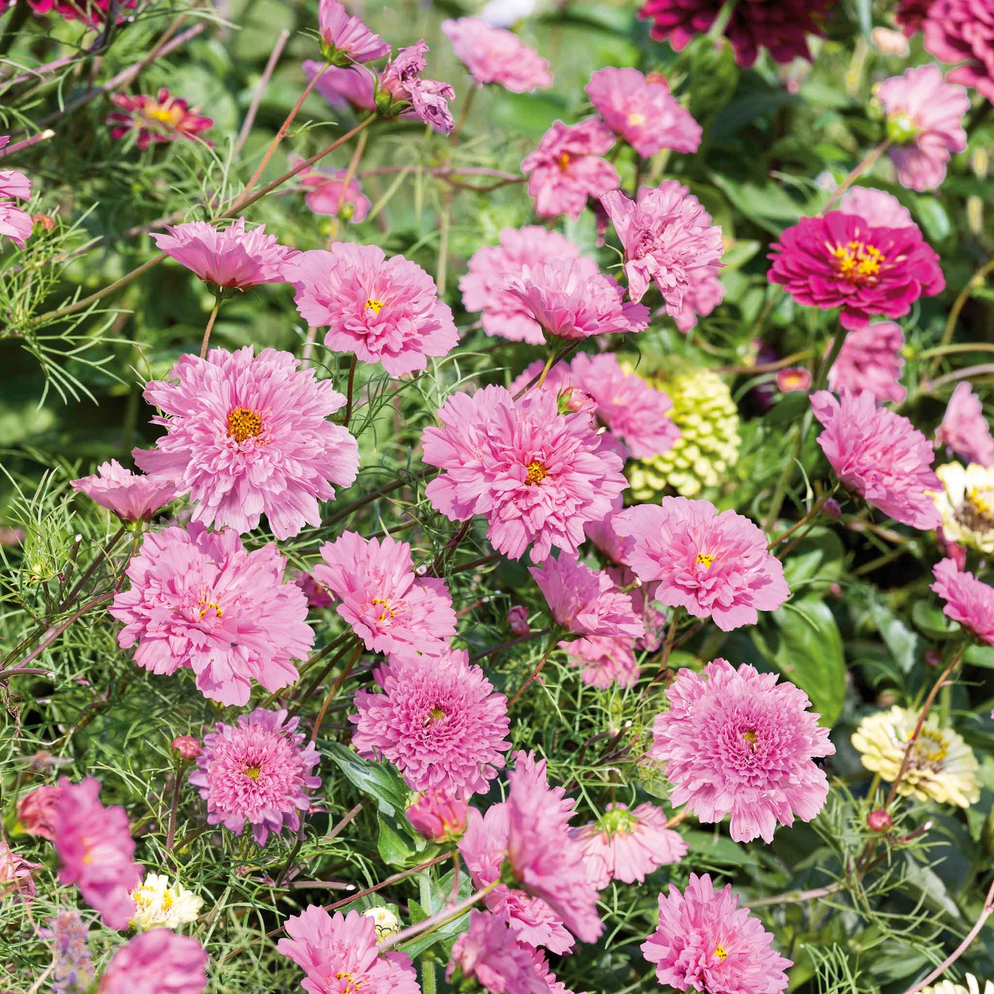 cosmos rose bonbon seeds Bulk Cosmos Seeds - Double Click
