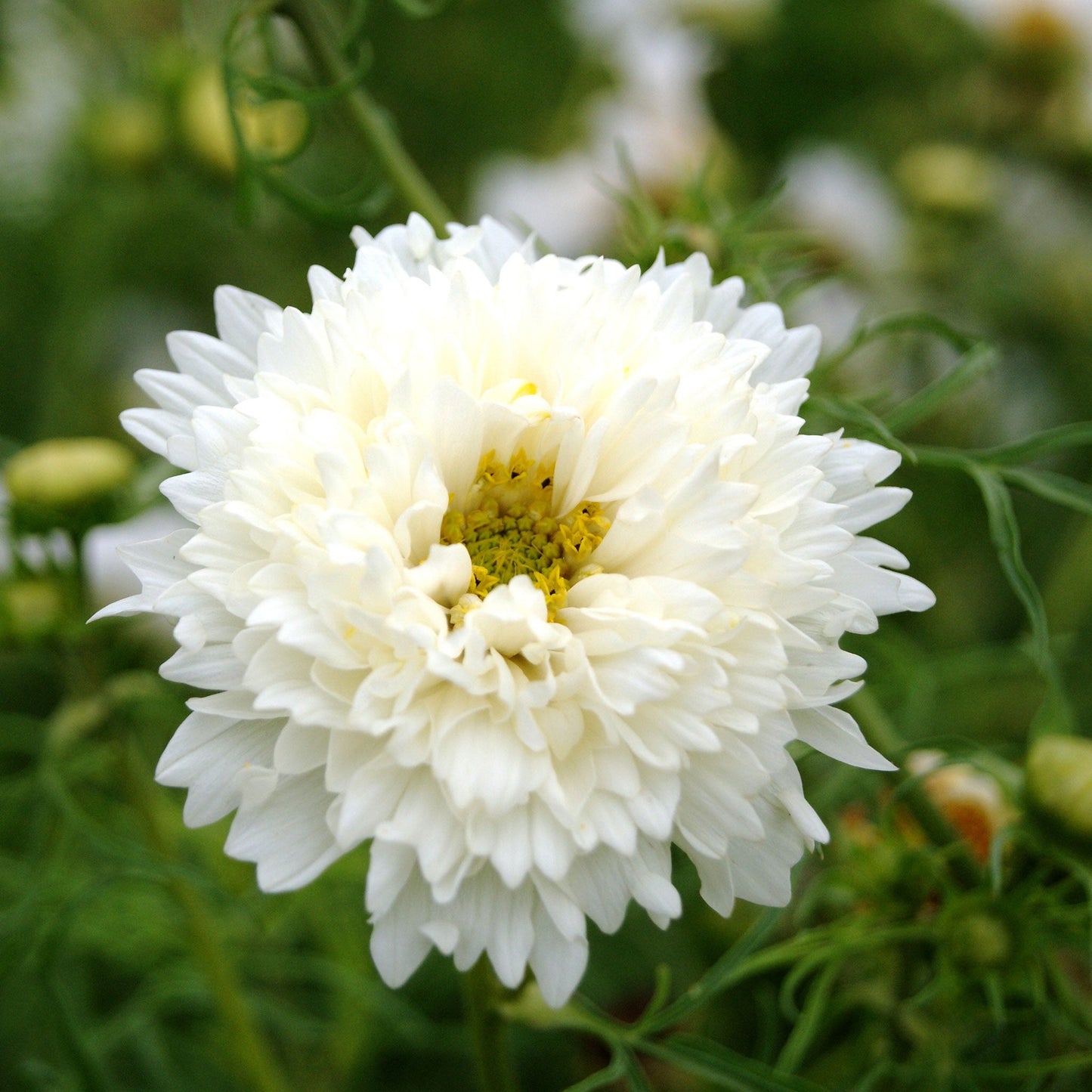 cosmos double click white knight