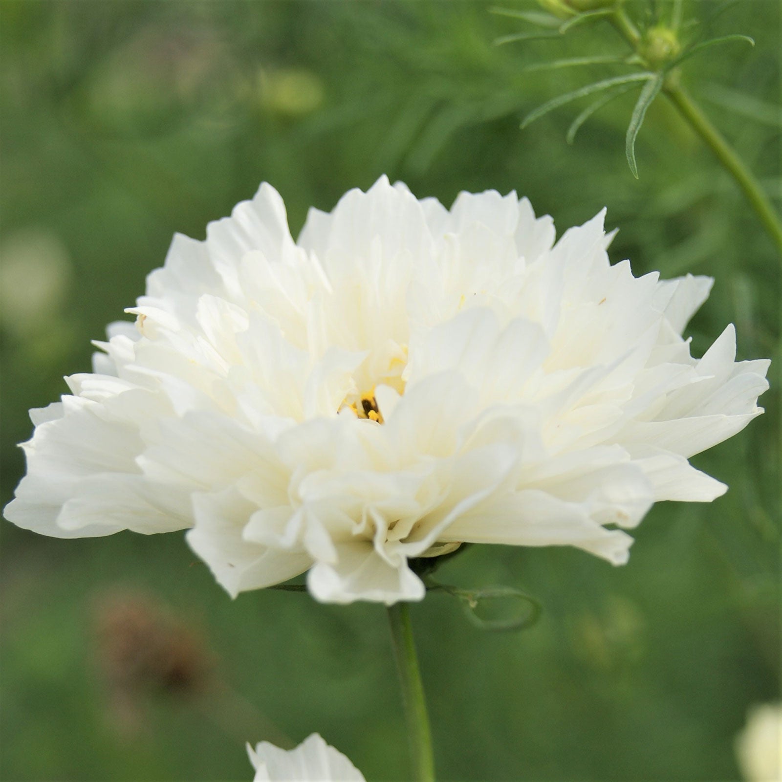 cosmos double click white knight