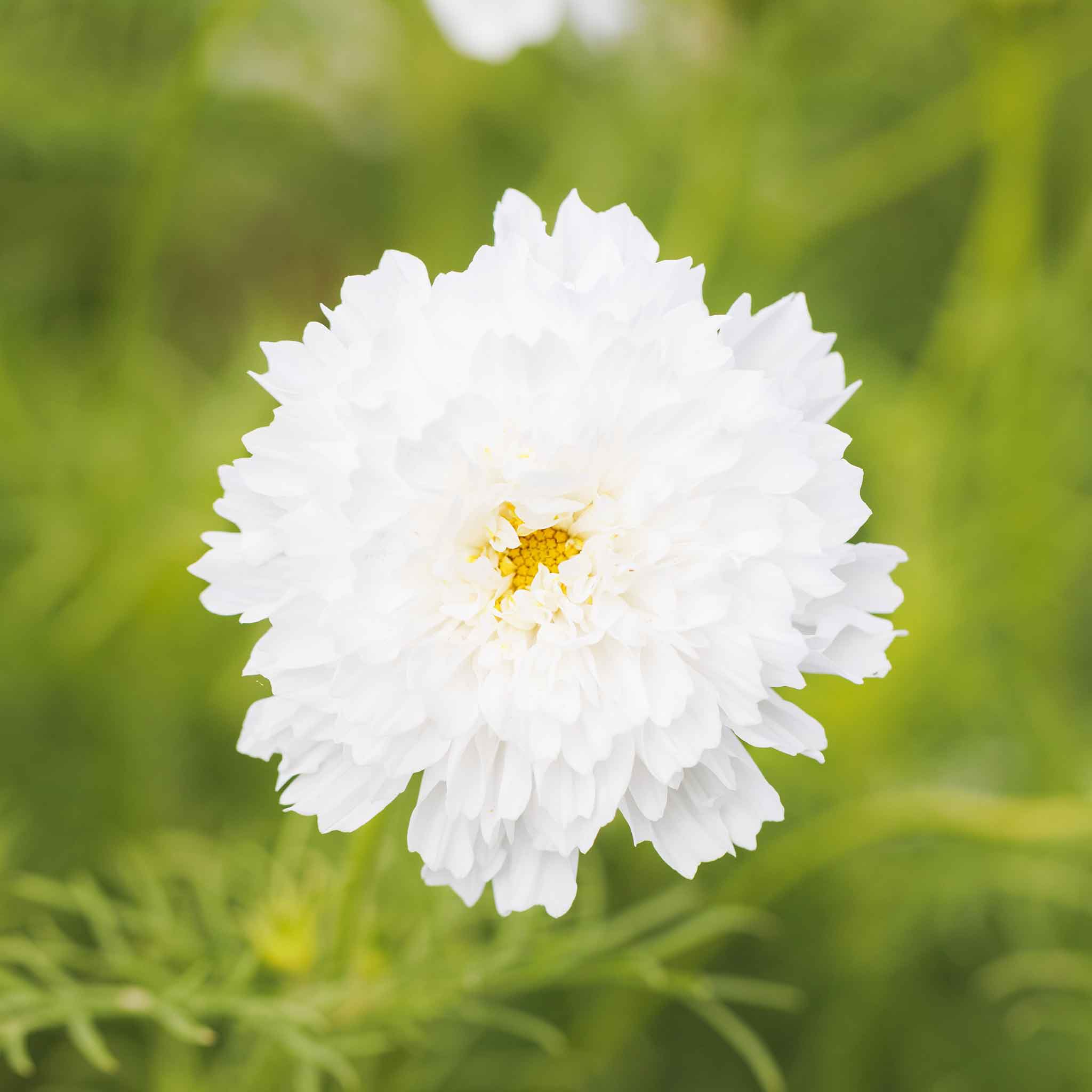 Cosmos Seeds - Double Click - White Knight | Bulk Flower Seeds