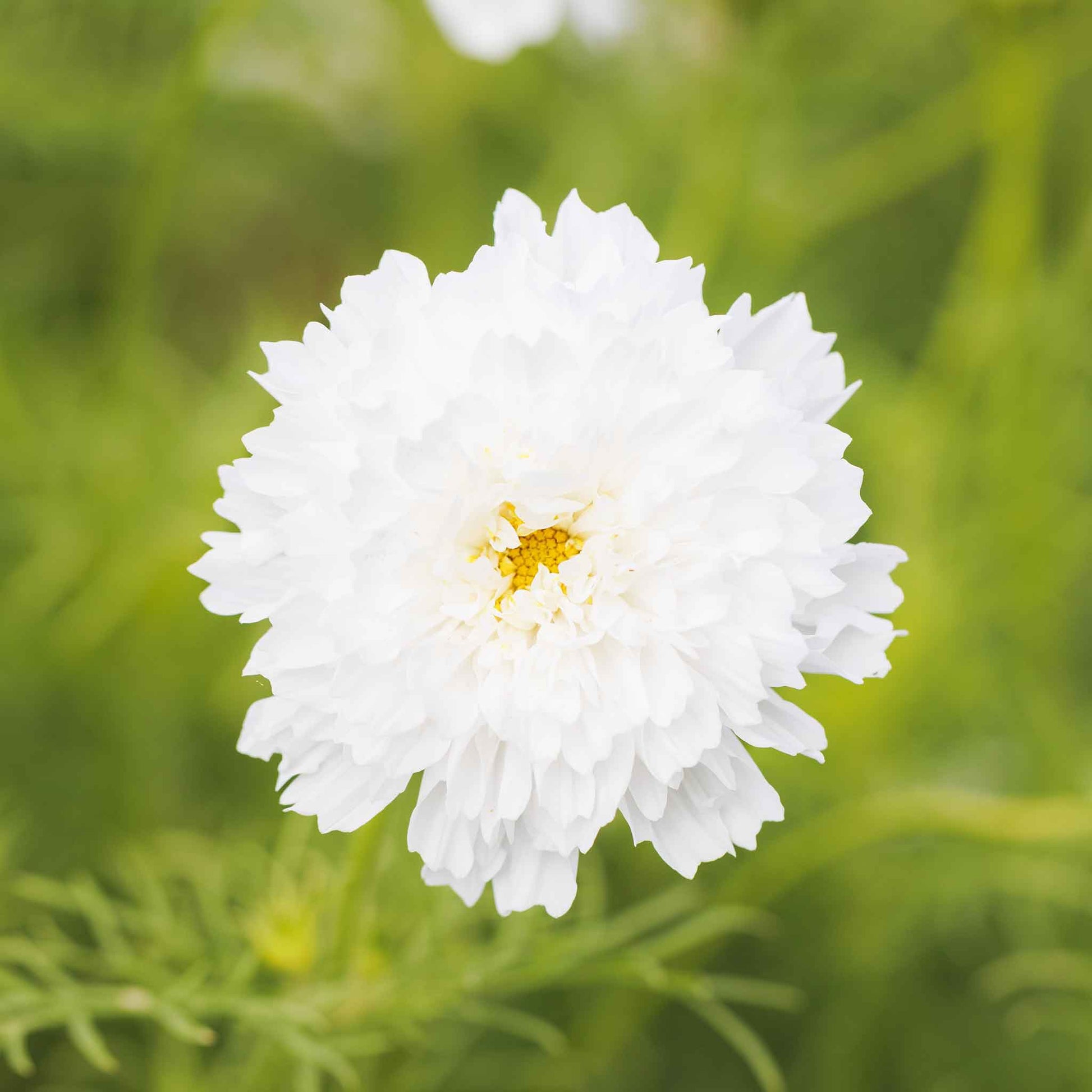 baten kaitos celestial flower seed Cosmos Seeds - Double Click - White Knight | Bulk Flower Seeds