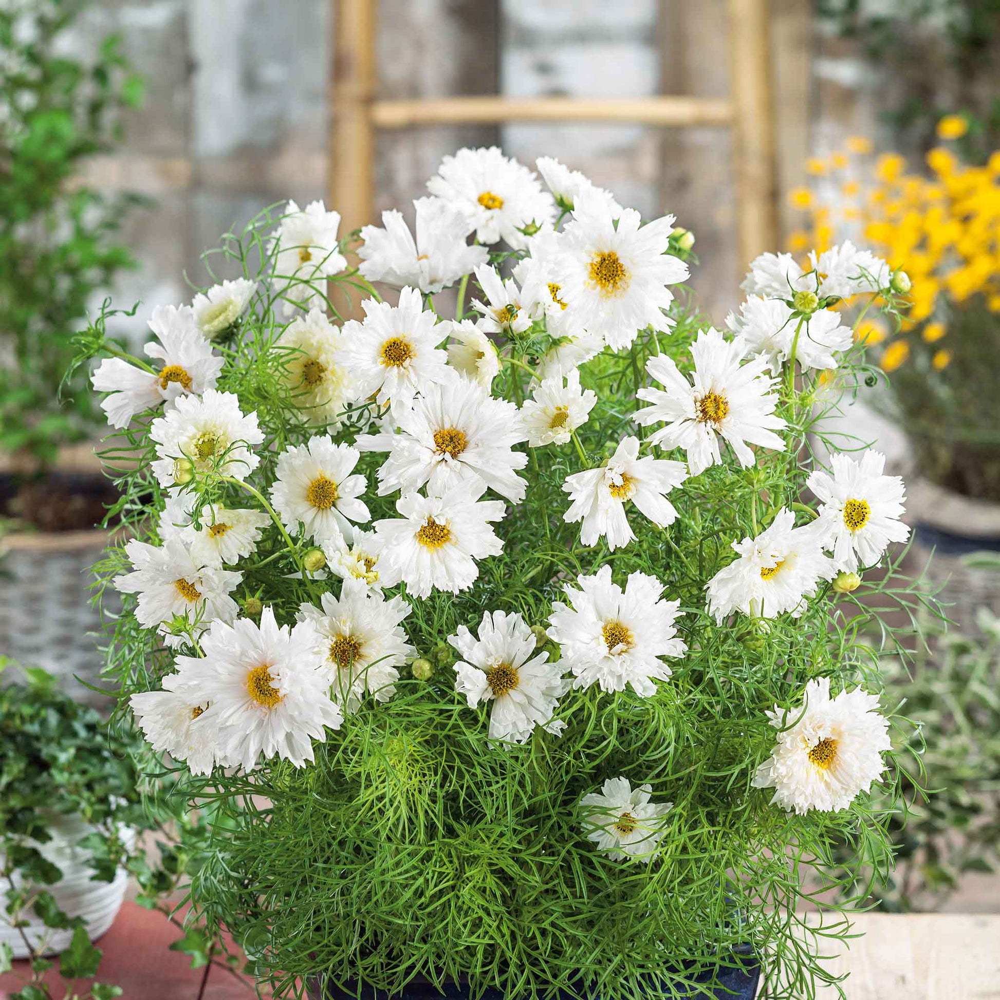 blue cosmos flower seeds Bulk Cosmos Seeds - Double Click