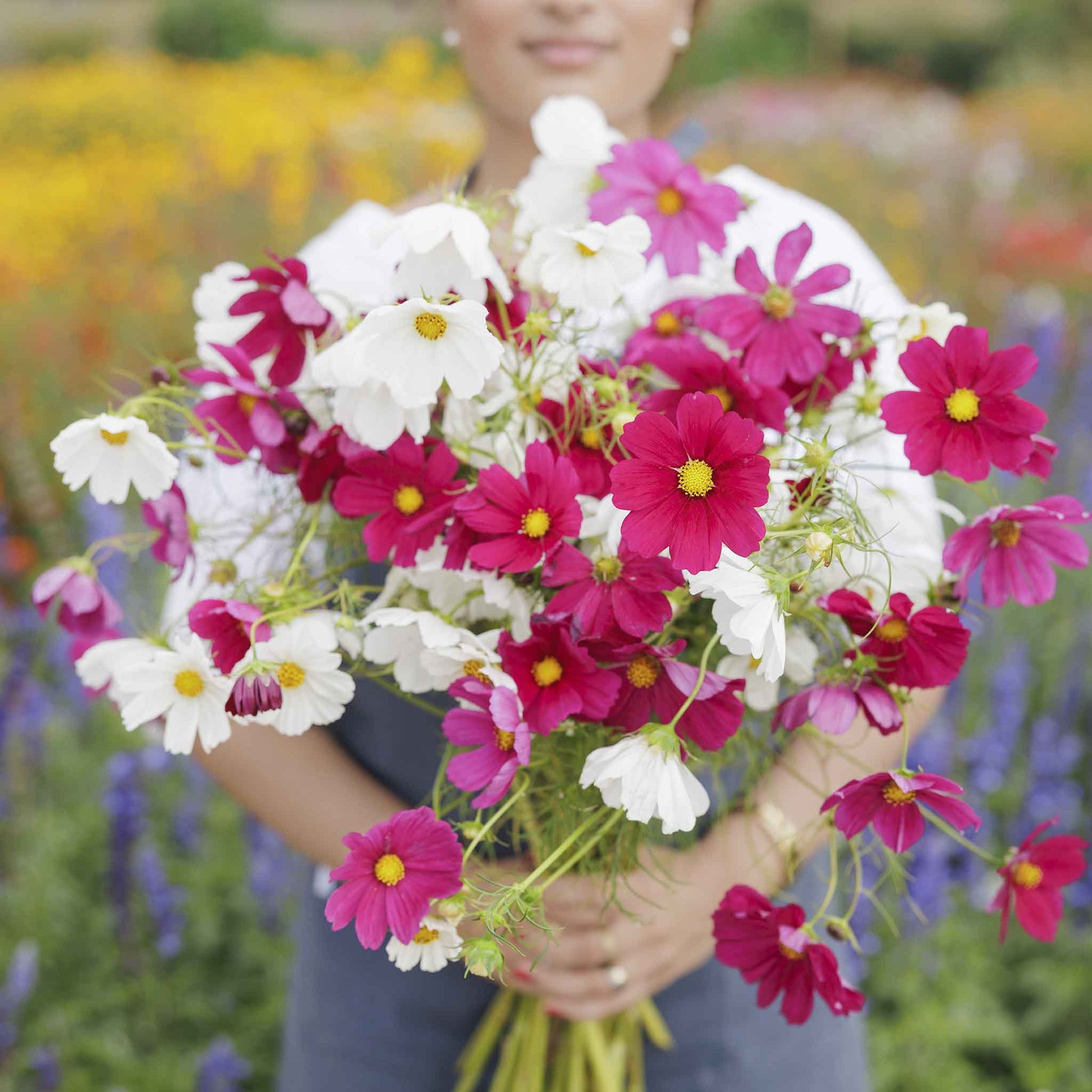 where to buy bulk flower seeds Cosmos Seeds - Hot Pink & White Mix | Bulk Flower Seeds