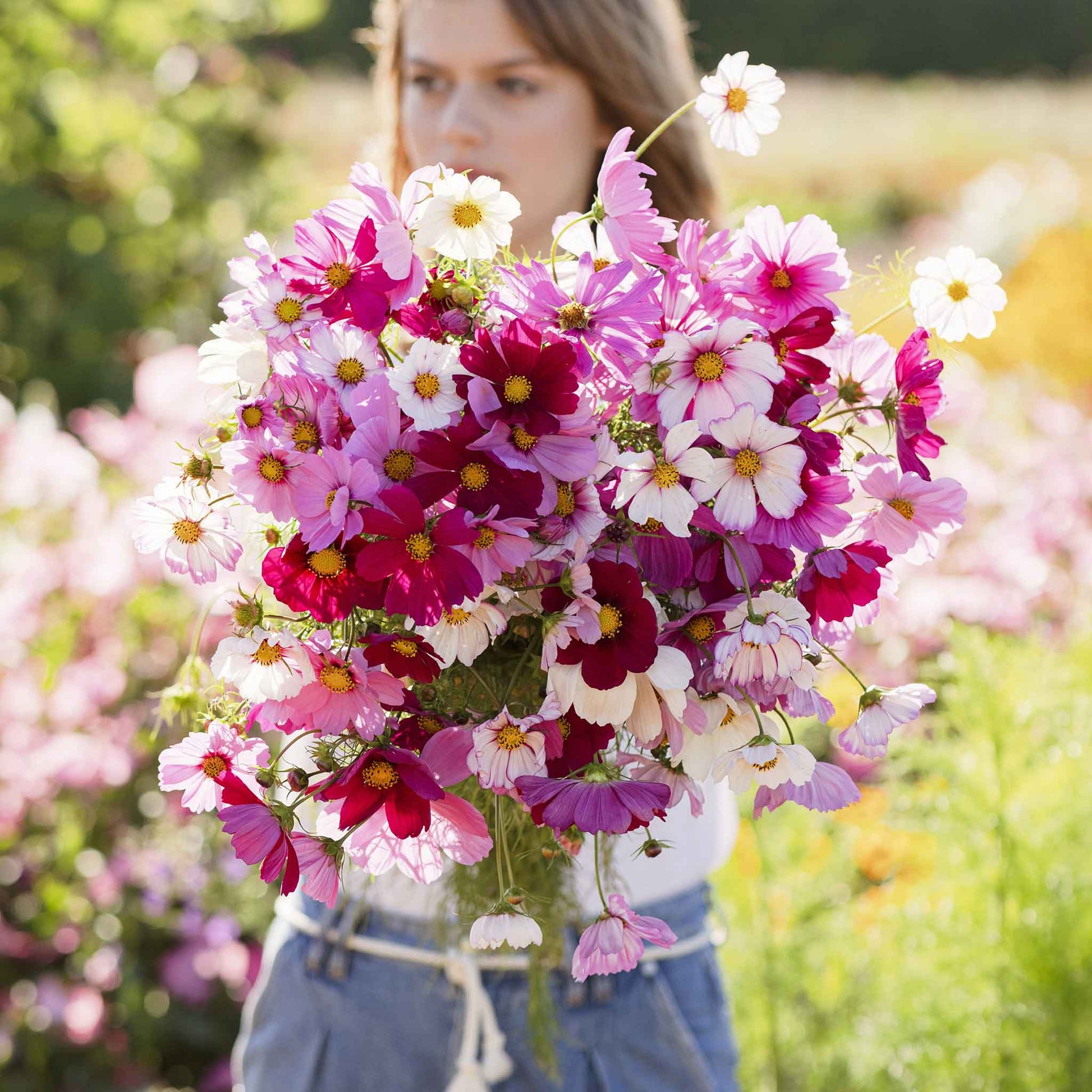 organic wildflower seeds Organic Cosmos Seeds - Sensation Mix | Bulk Flower Seeds
