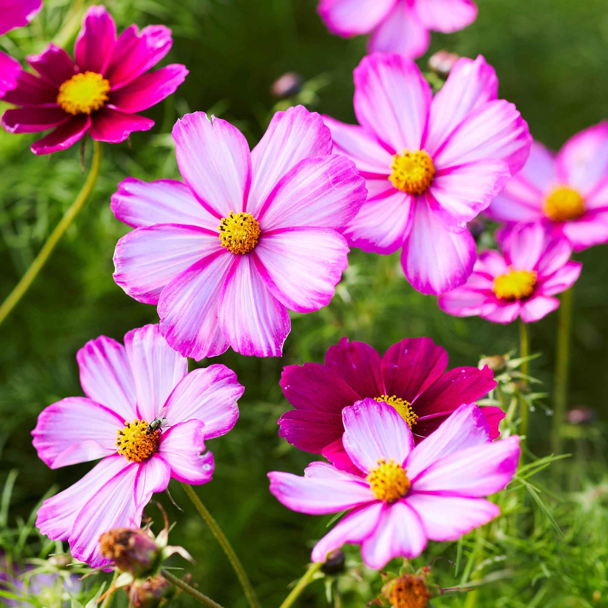 flower seeds cosmos Bulk Cosmos Seeds