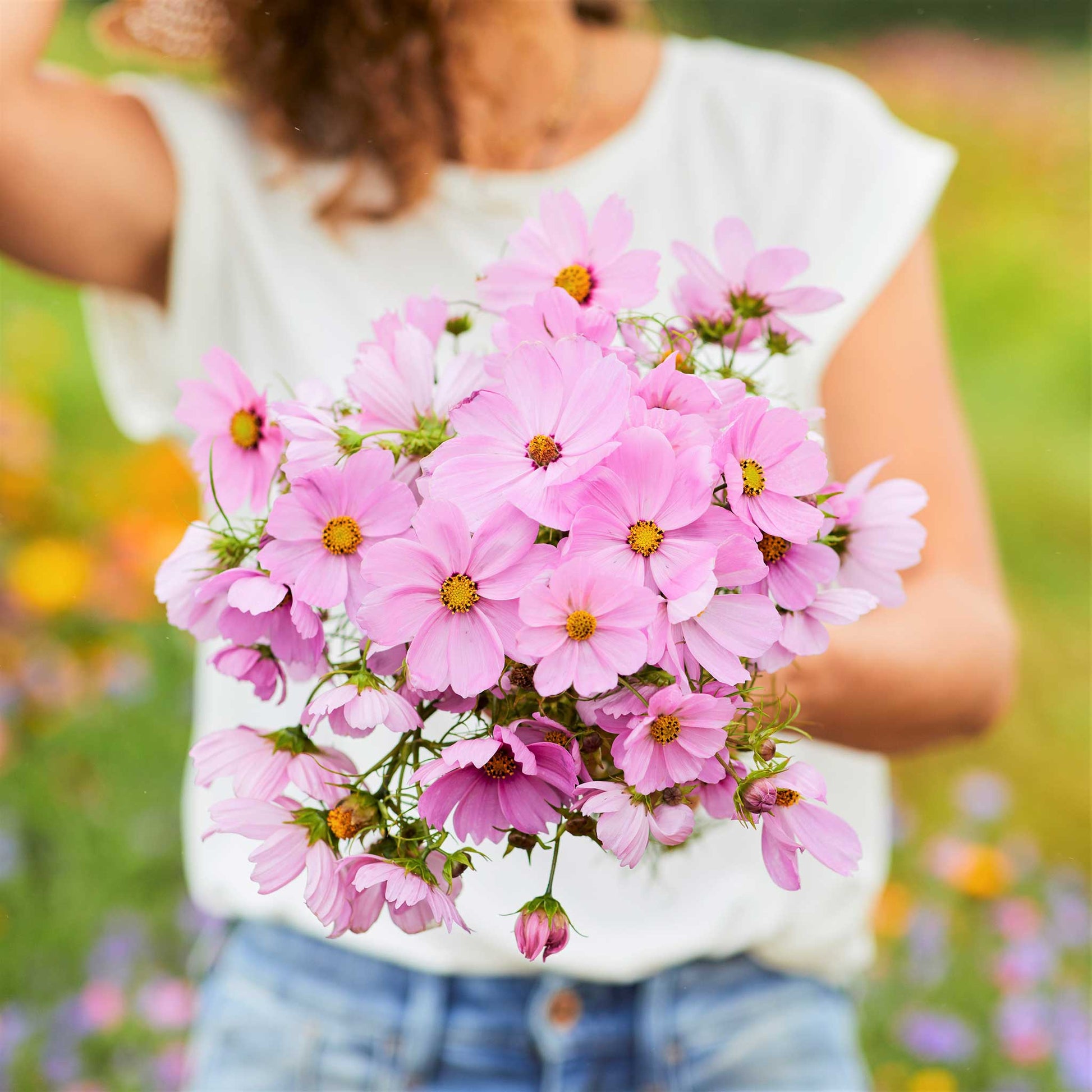 pink flower shaman seeds Bulk Cosmos Seeds