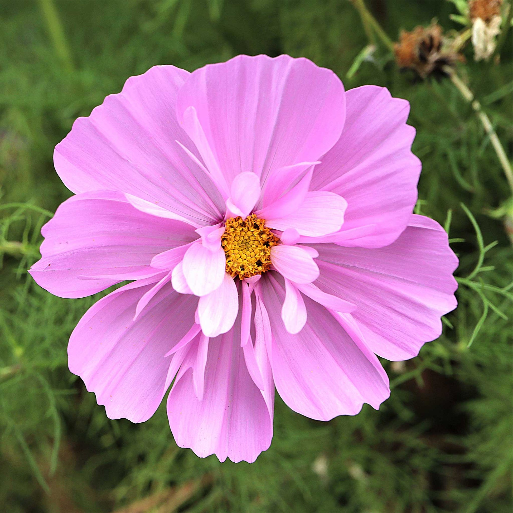cosmos flower seed collection Bulk Cosmos Seeds