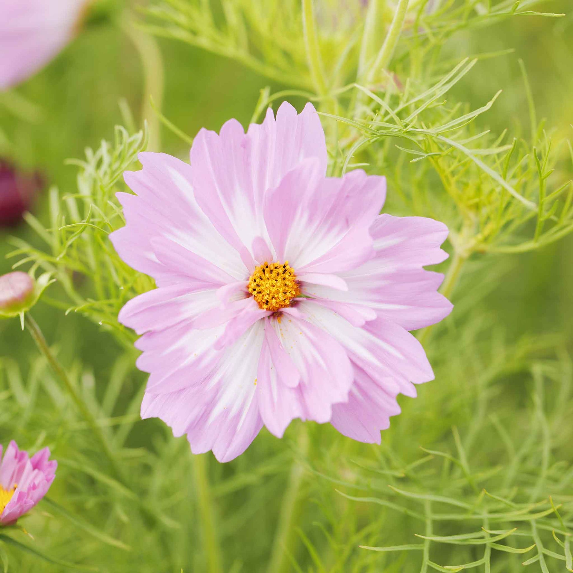 cosmos plant seeds Bulk Cosmos Seeds - Psyche Mix