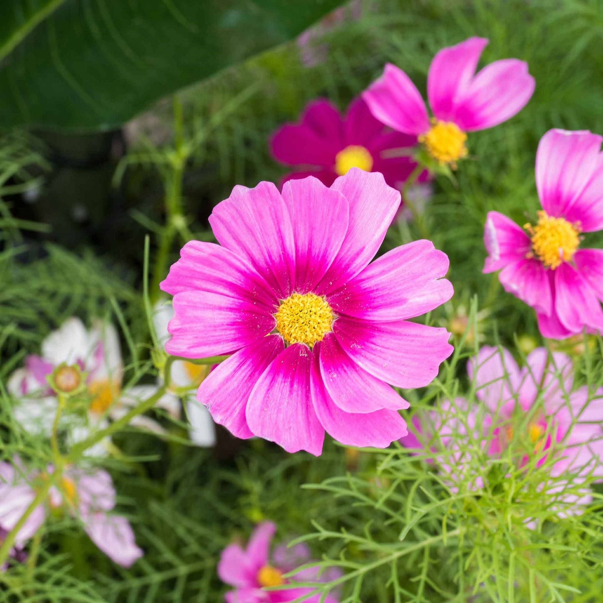 garden cosmos seeds Bulk Cosmos Seeds