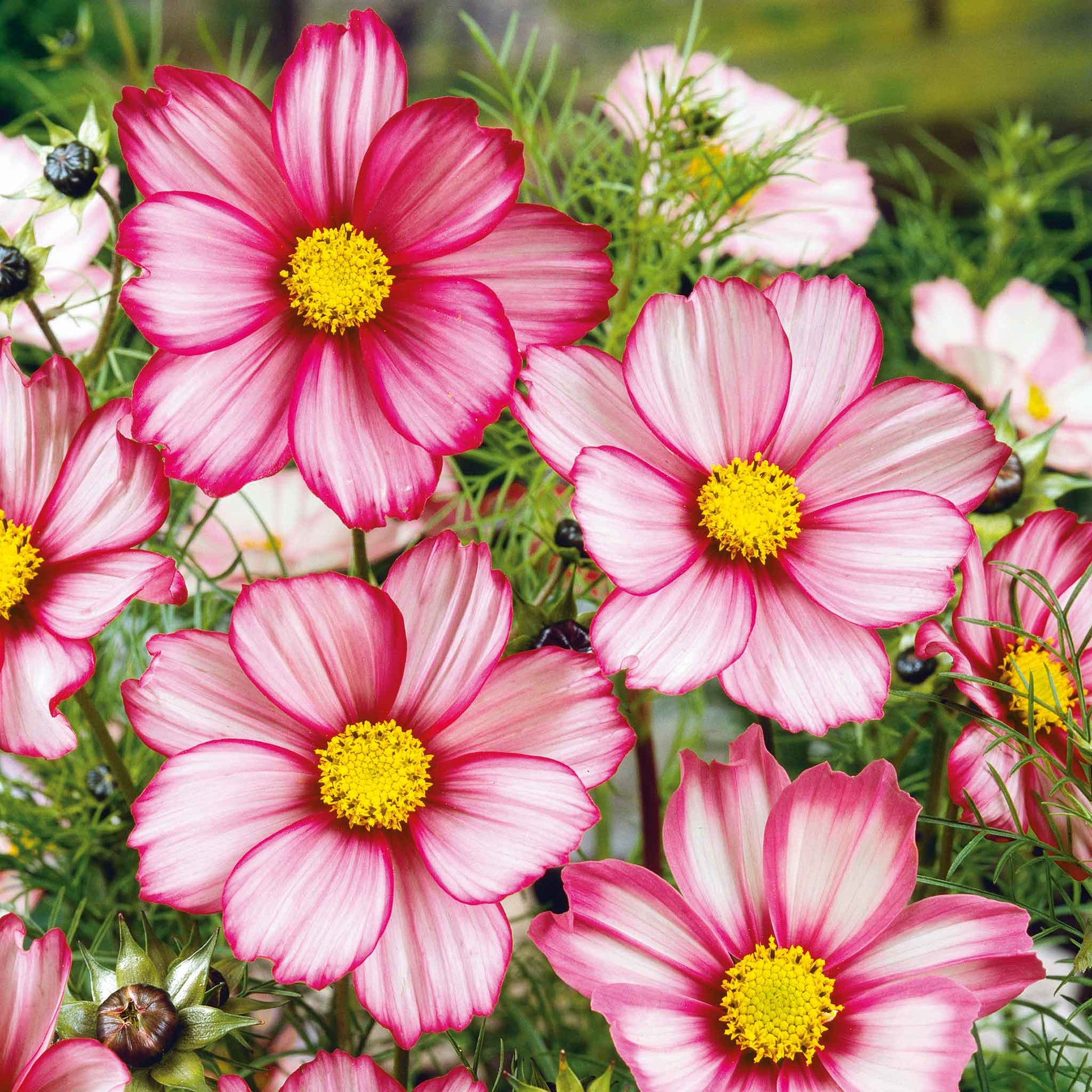 plant cosmos seeds Bulk Cosmos Seeds