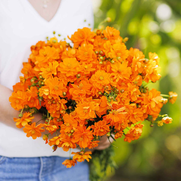 orange cosmos flower seeds Bulk Sulphur Cosmos Seeds