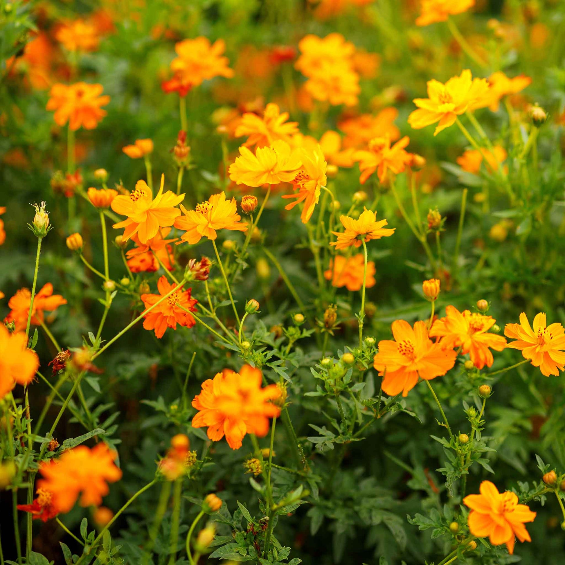 orange cosmos flower seeds Bulk Sulphur Cosmos Seeds