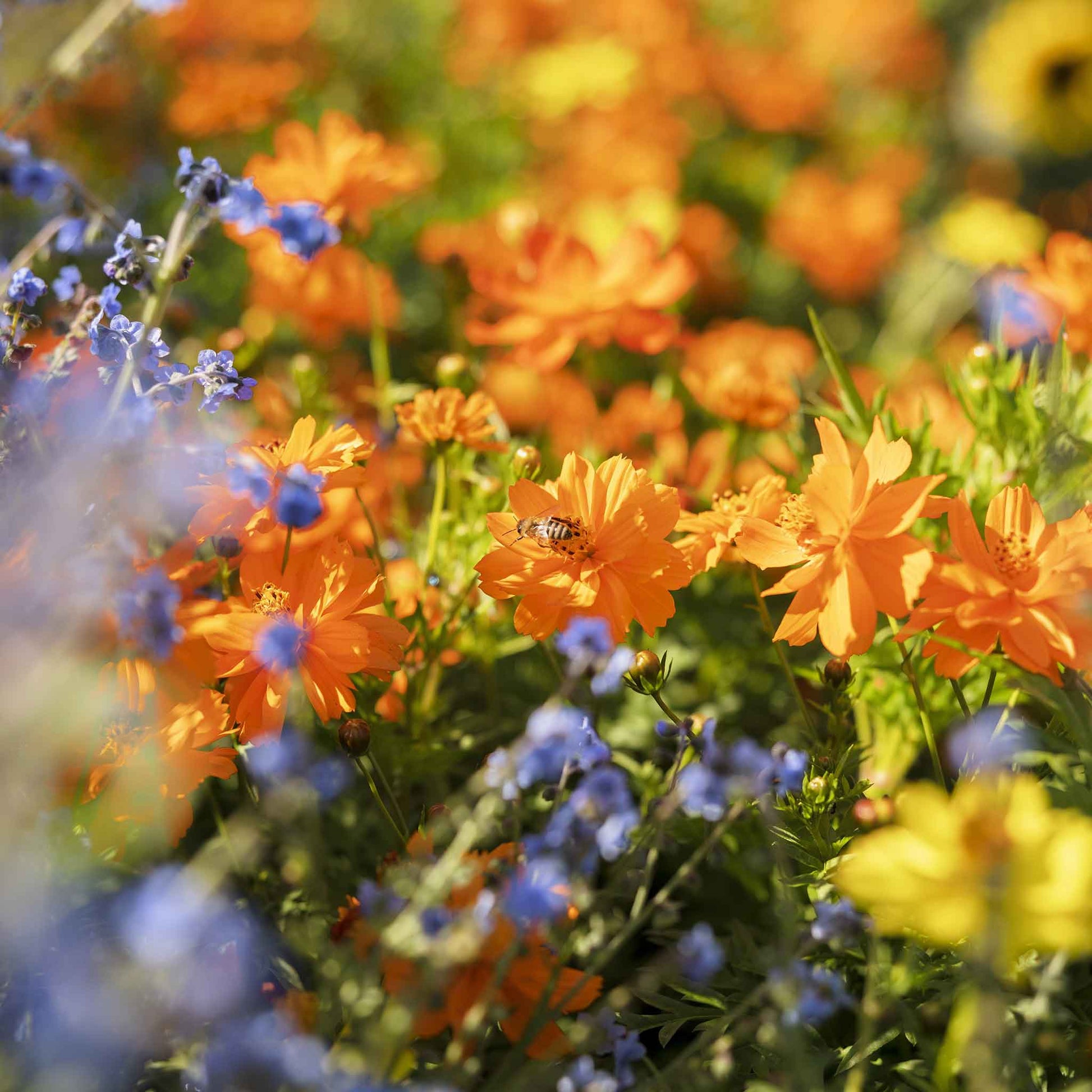 blue cosmos flower seeds Bulk Sulphur Cosmos Seeds