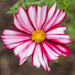 cosmos velouette