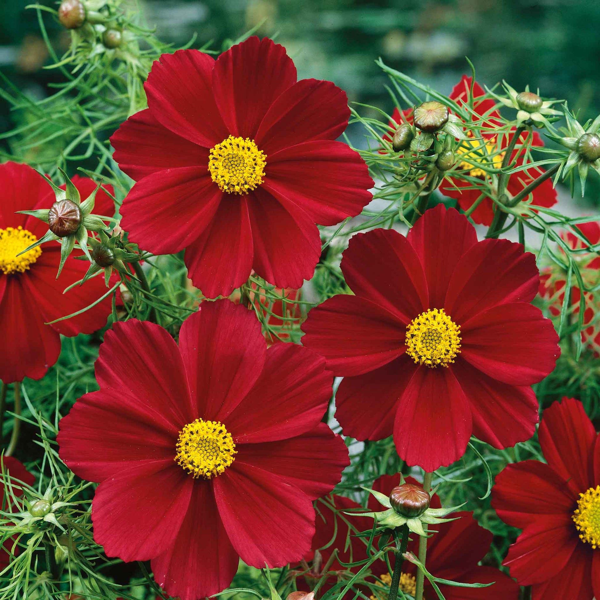 garden cosmos seeds Bulk Cosmos Seeds - Versailles Tetra Red