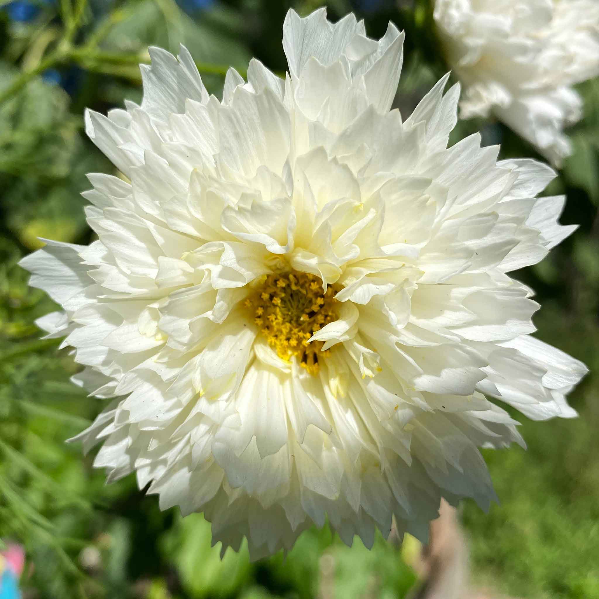 Cosmos Seeds - Double Click - White Knight | Bulk Flower Seeds