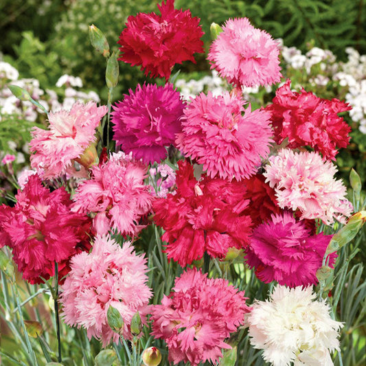 cottage pink sonata
