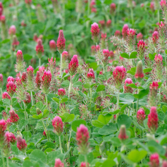 A field of red cover crop crimson clover.