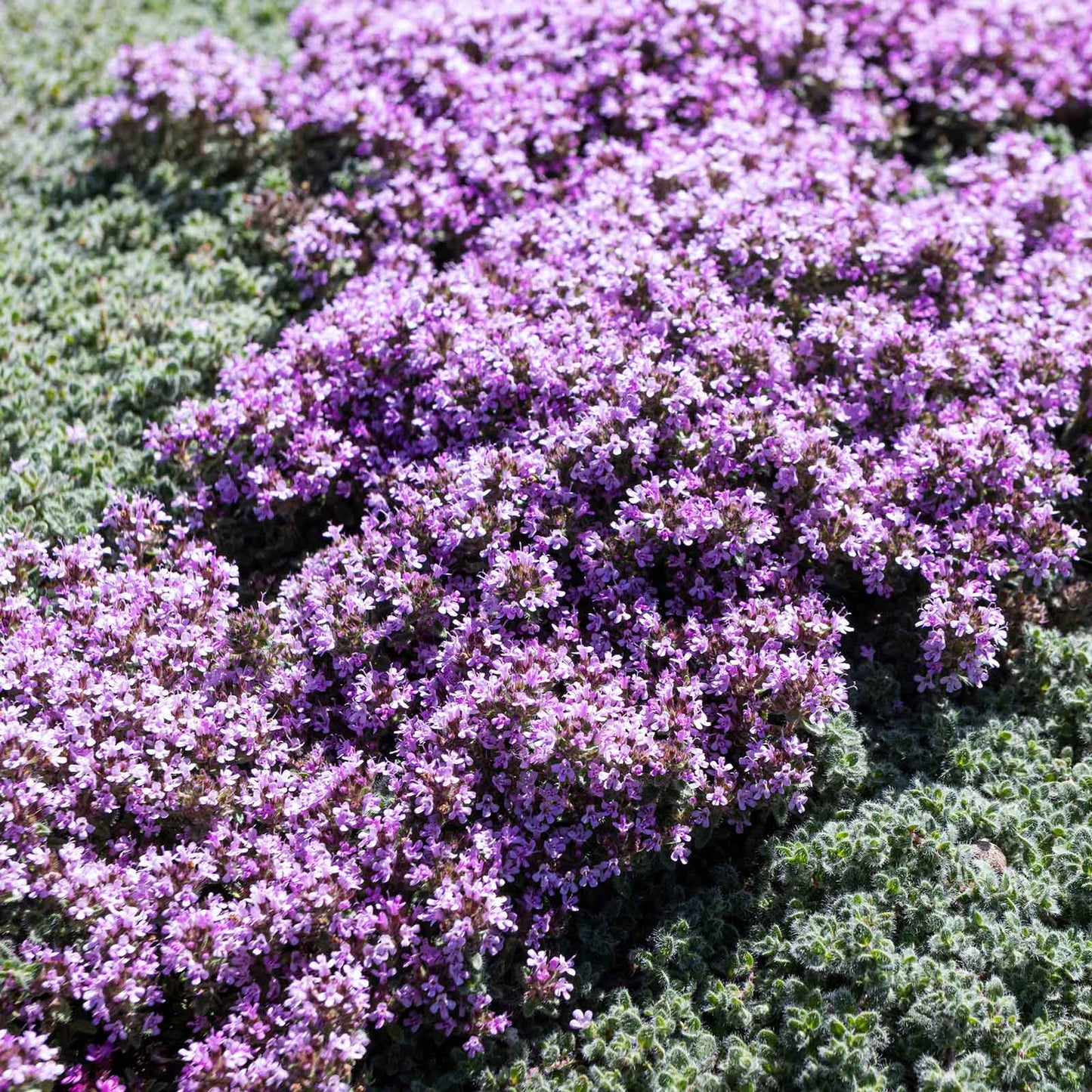 plant creeping thyme seeds in fall Bulk Creeping Thyme Seeds