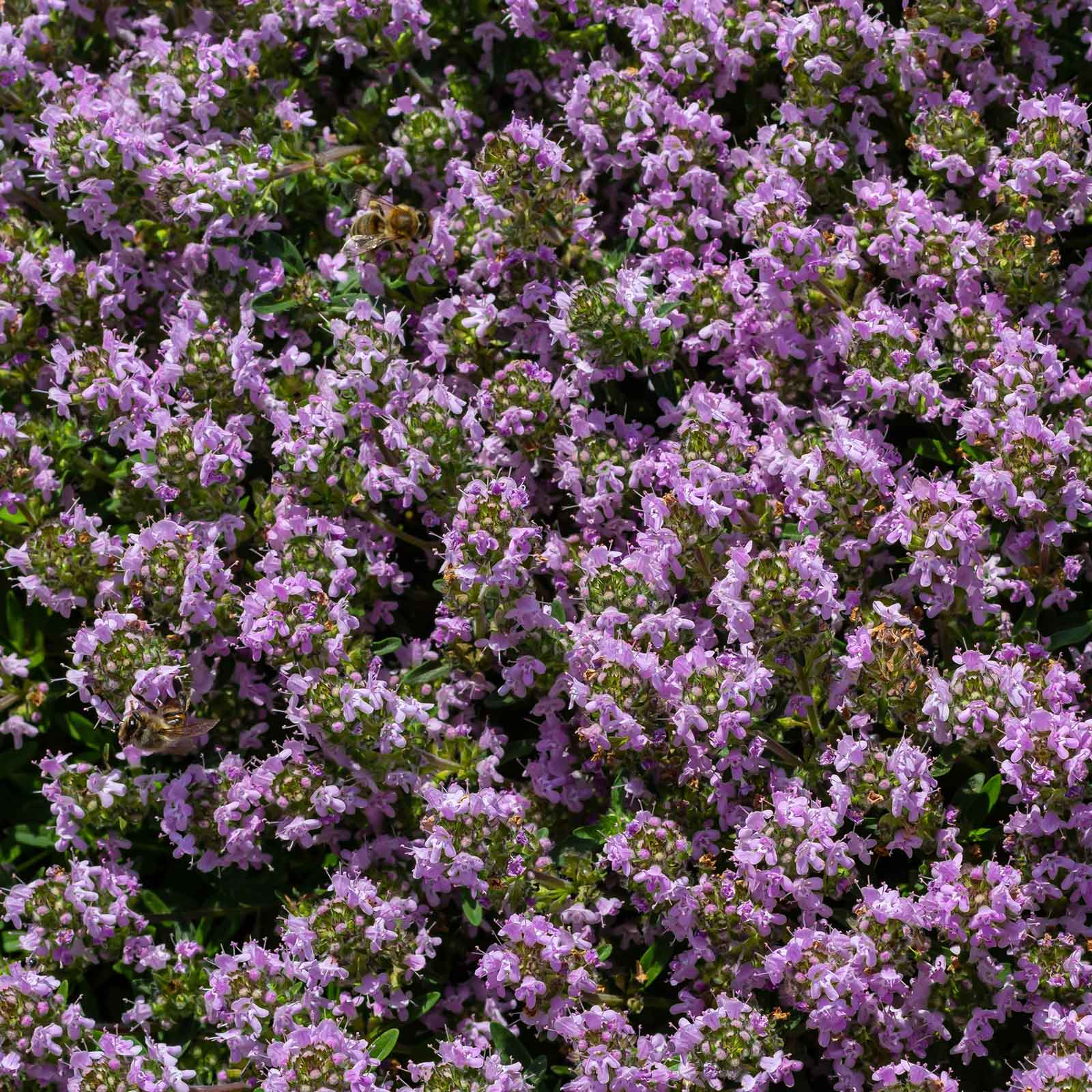 planting creeping thyme seeds outdoors Bulk Creeping Thyme Seeds