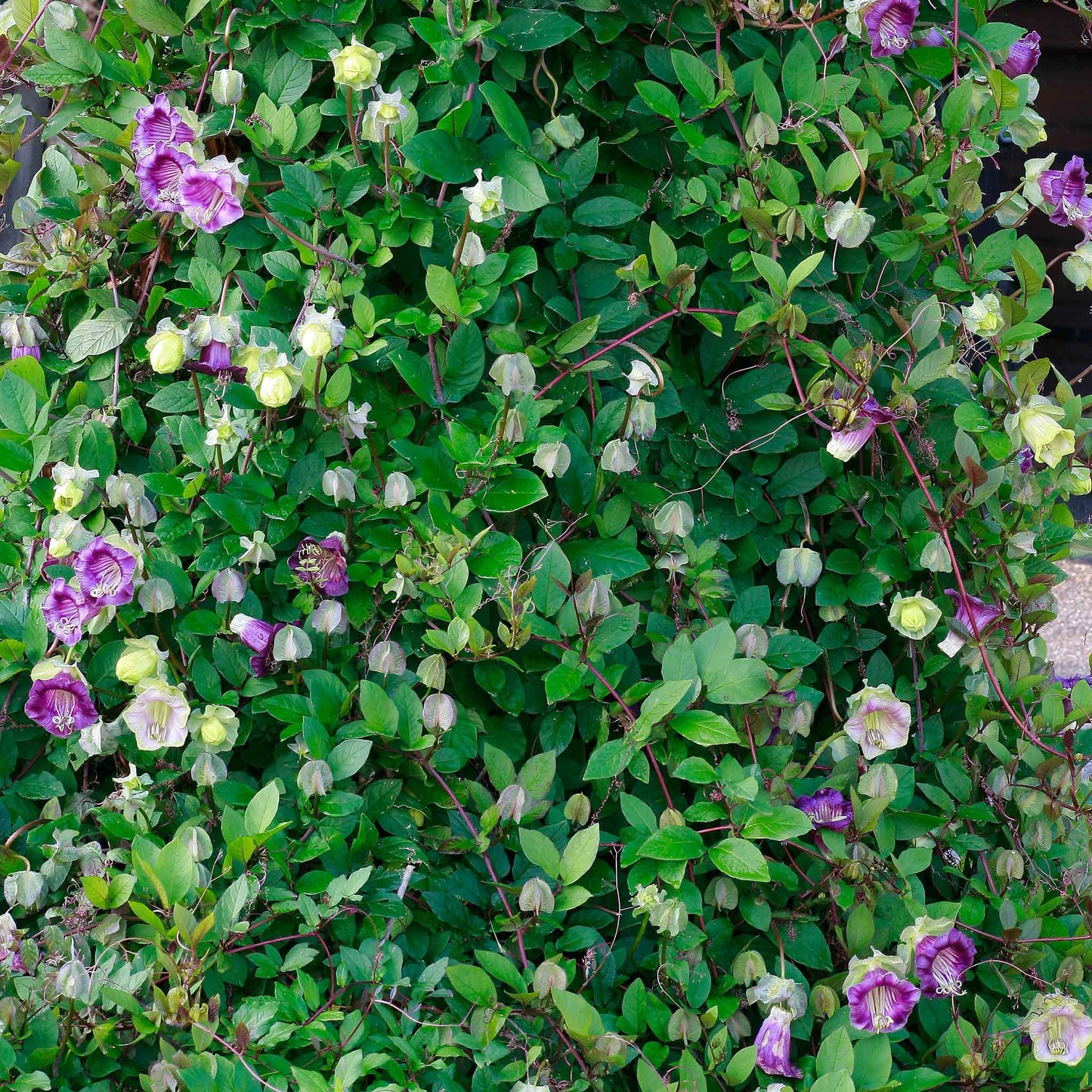 cup & saucer plant Bulk Cup and Saucer Vine Seeds - Purple