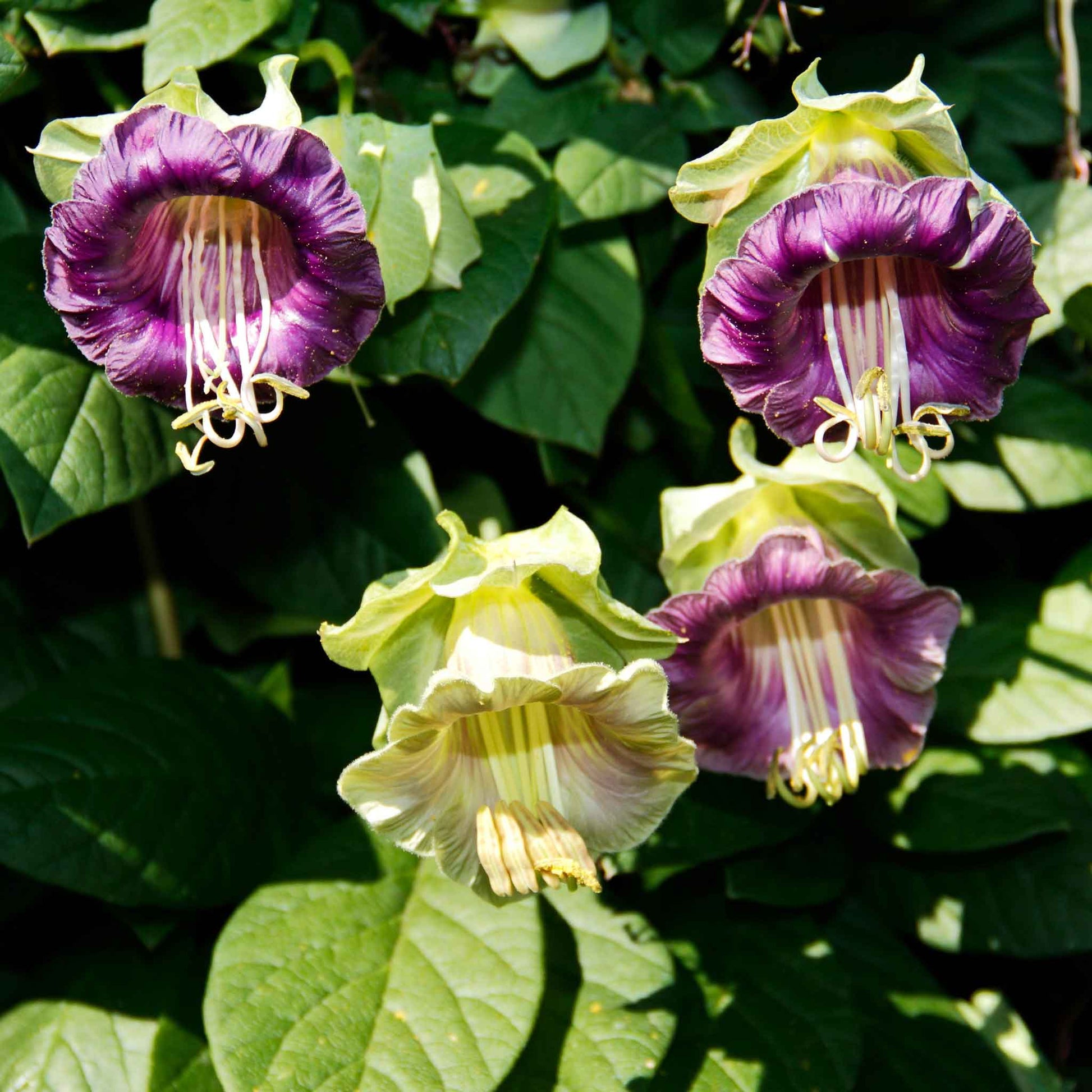 cup and saucer vine plant for sale Bulk Cup and Saucer Vine Seeds - Purple