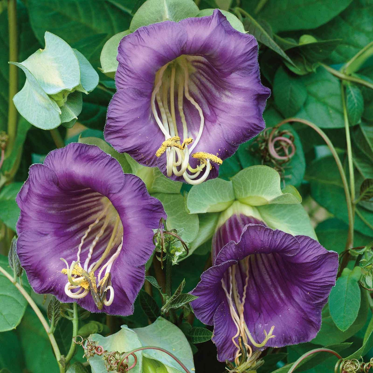 cup and saucer plant seeds Bulk Cup and Saucer Vine Seeds - Purple