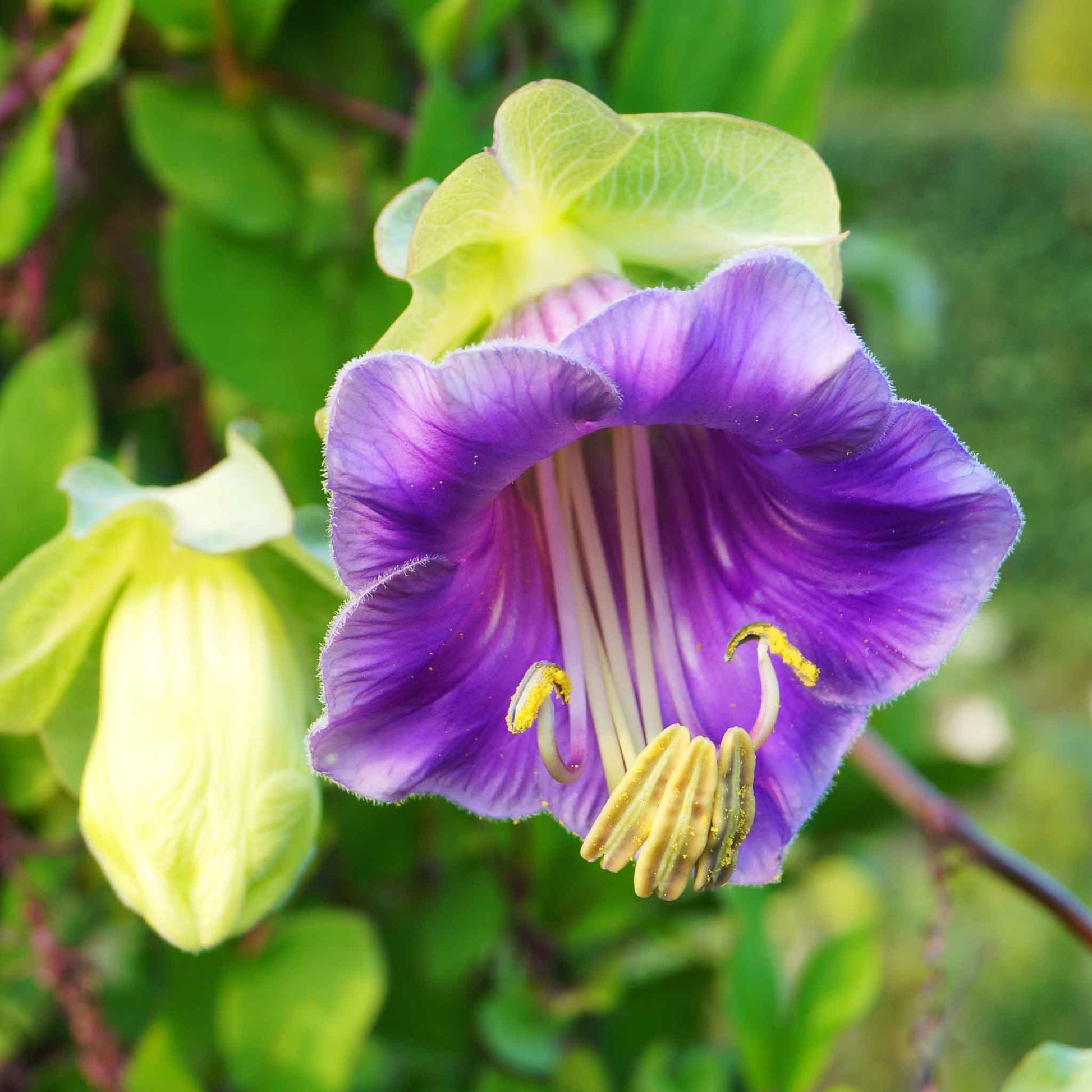 cup and saucer vine plant for sale Bulk Cup and Saucer Vine Seeds - Purple