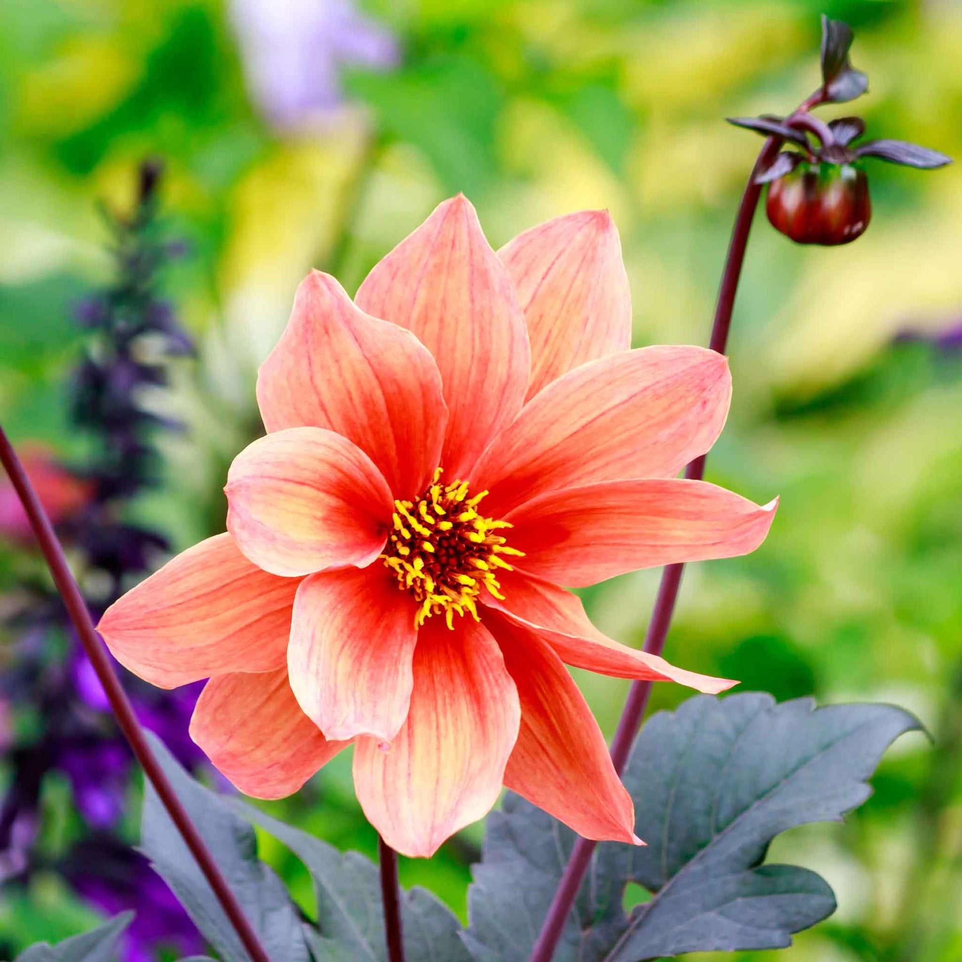 buy dahlia seeds Bulk Dahlia Seeds - Bishop's Children