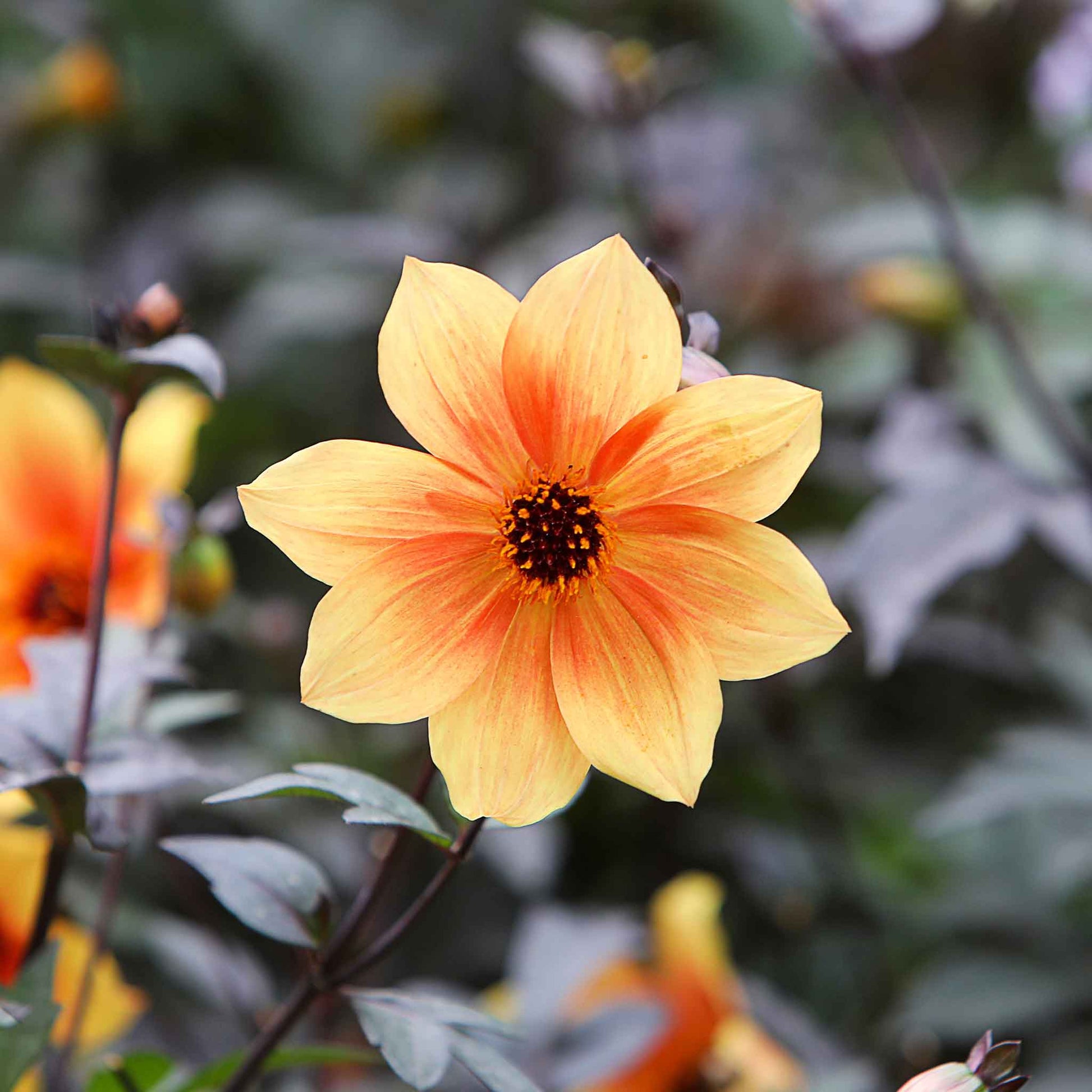 buy dahlia seeds Bulk Dahlia Seeds - Bishop's Children